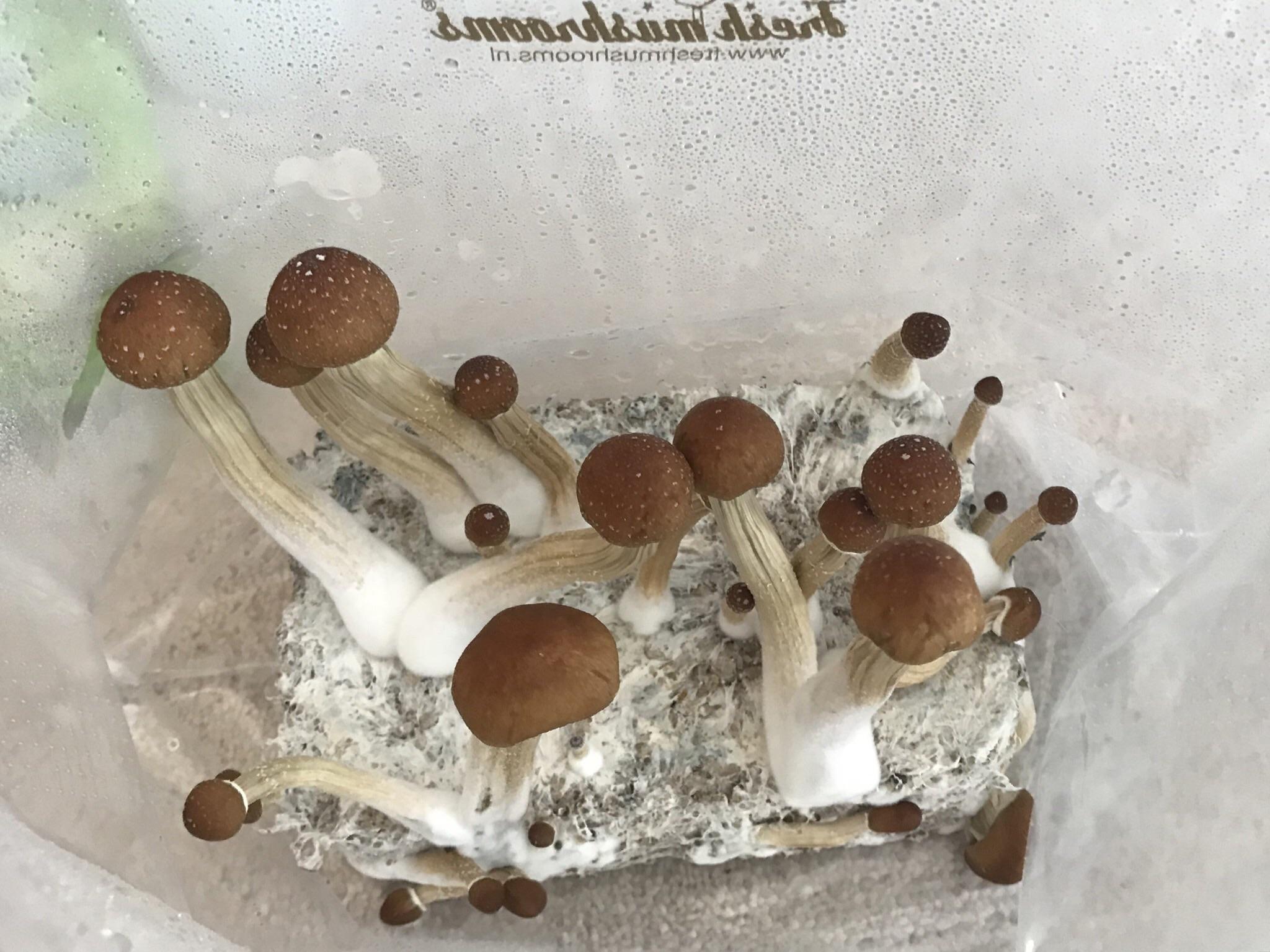 10 days into my first grow, Golden Teachers, any advice? Ready to pick