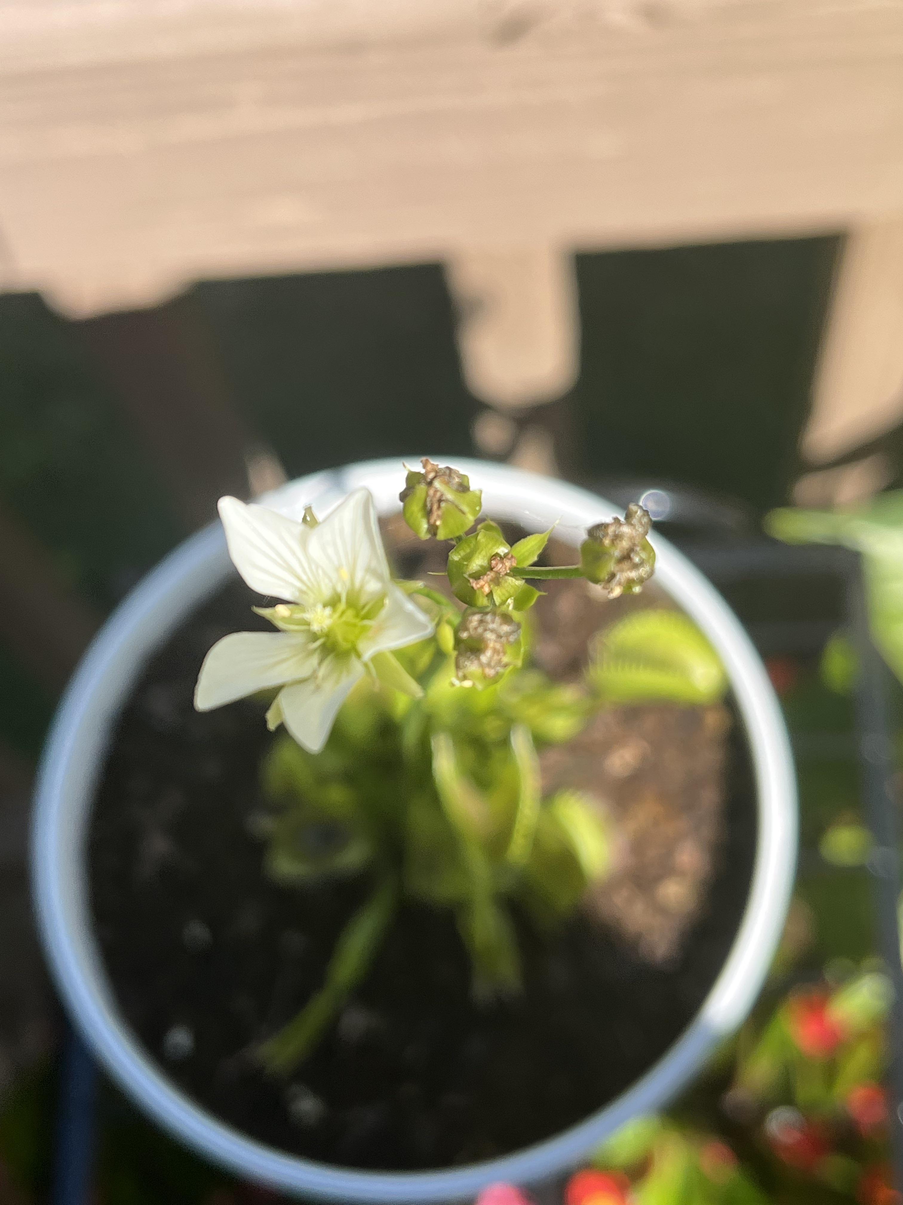 Do the flowers self pollinate? r/VenusFlyTraps