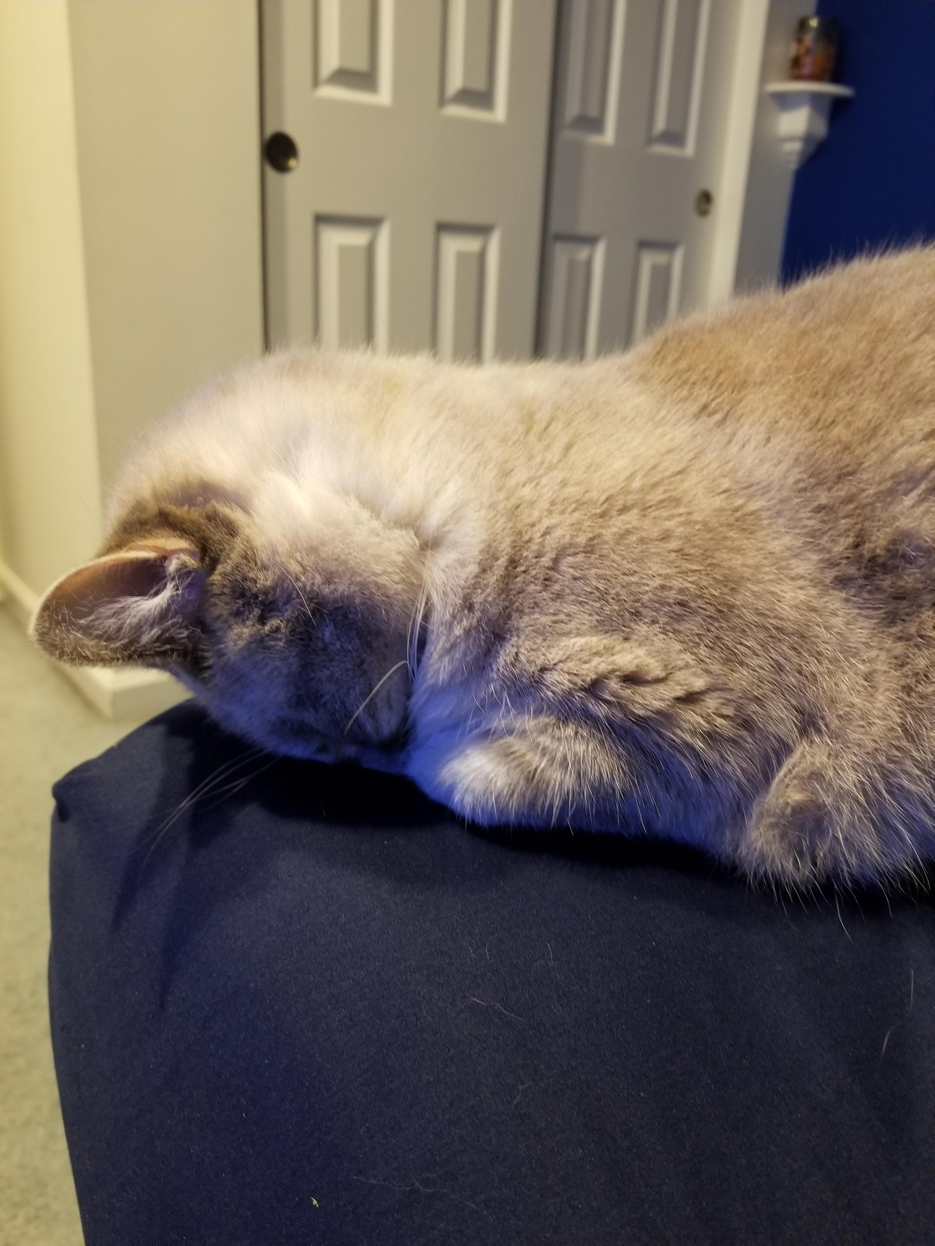 My cat likes to sleep like this. r/aww