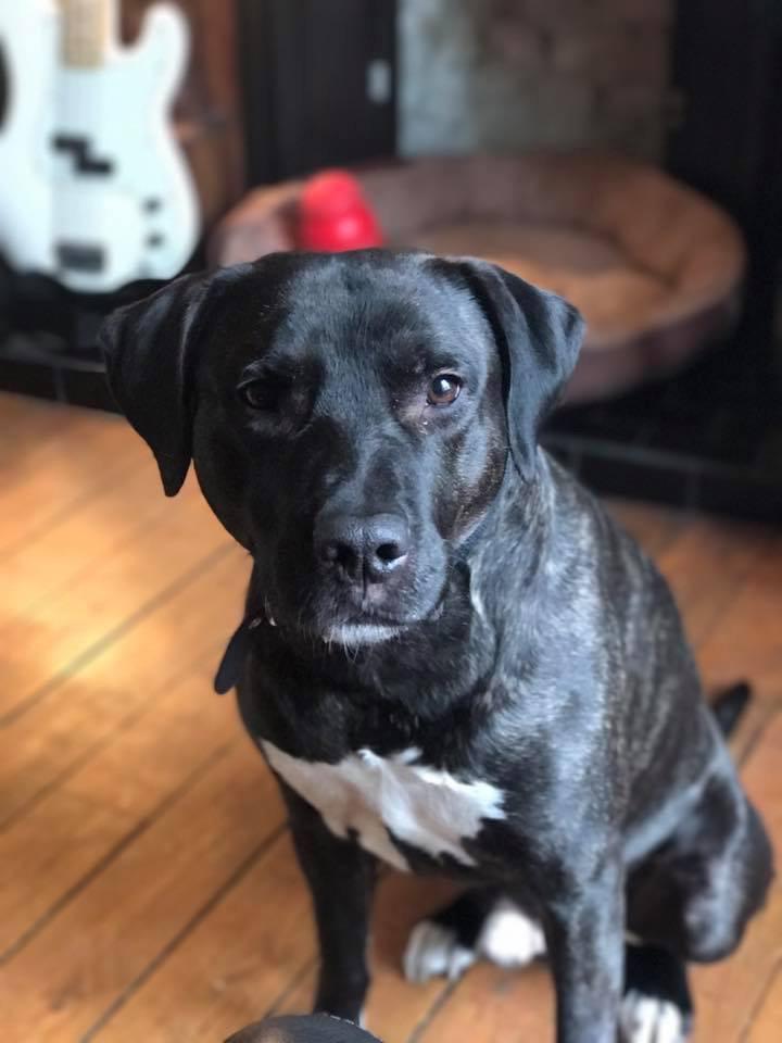 Could Reddit help rehome a dog who has been waiting too long for a new