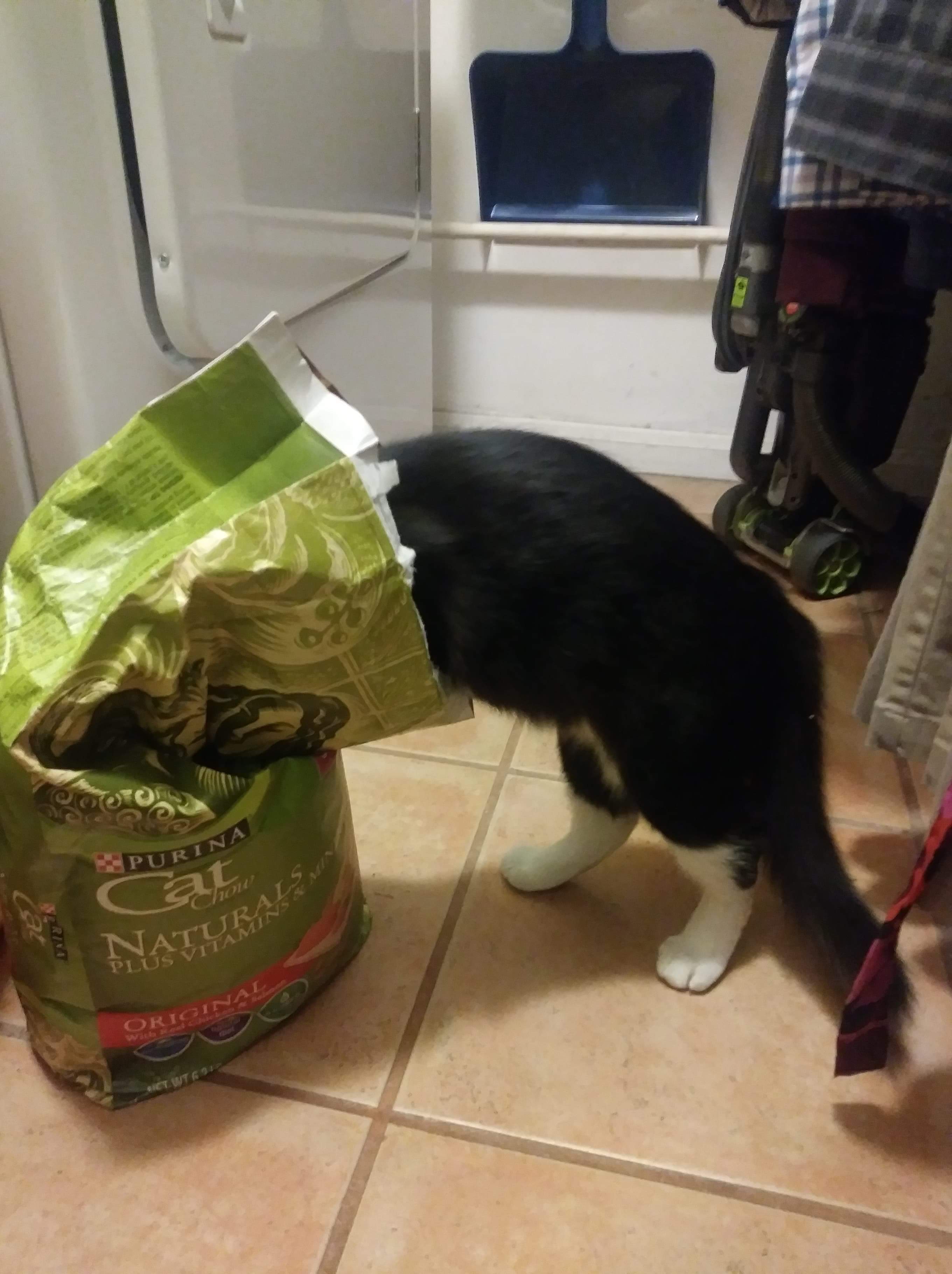 This is Amor, my cat, who is very food motivated r/teenagers