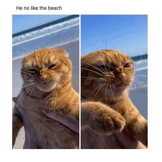 he get that fish smell? Catmemes