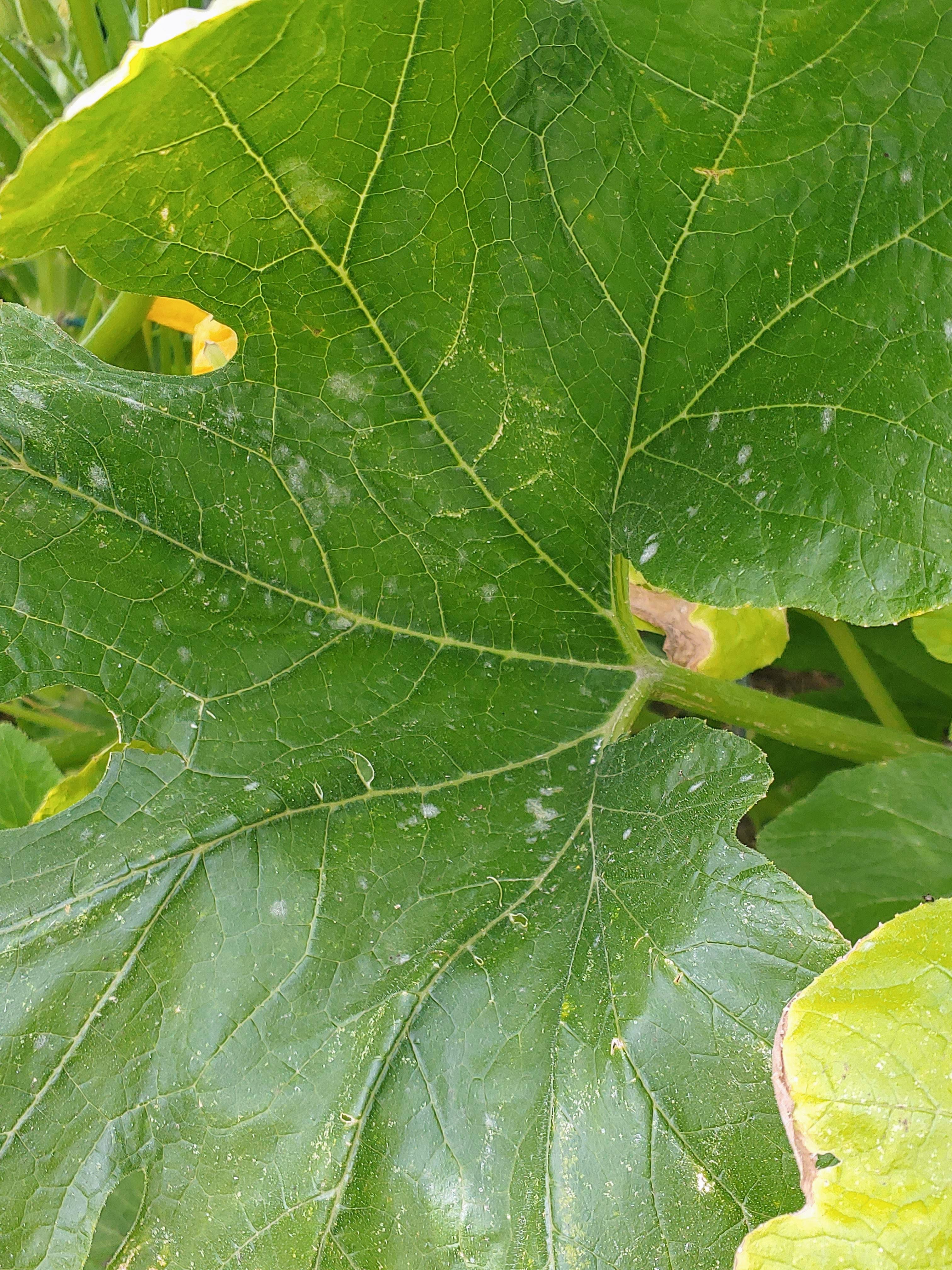 4.5 weeks from first frost, squash plants have first signs of powdery