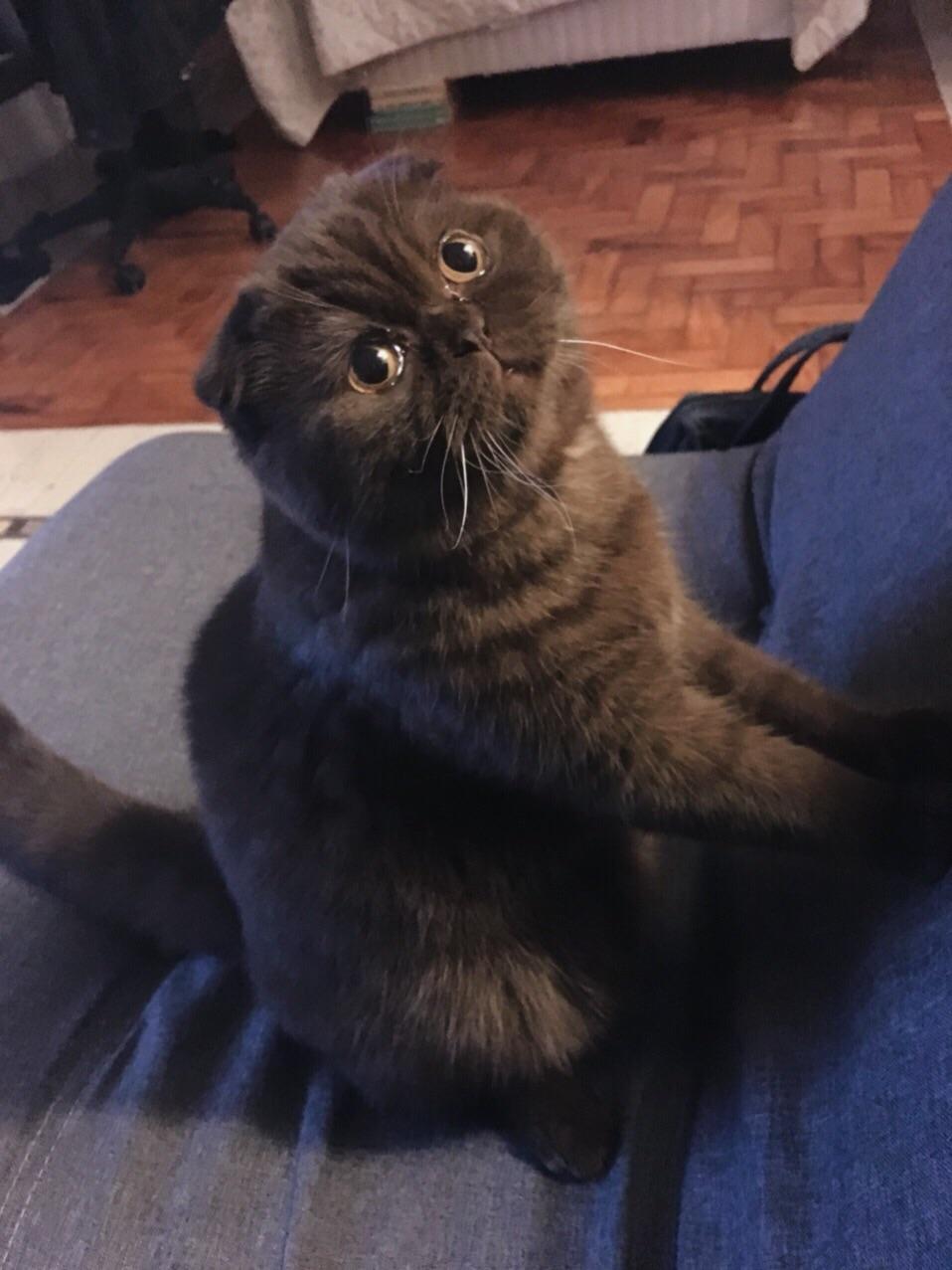 That look can get my cat anything he wants r/aww
