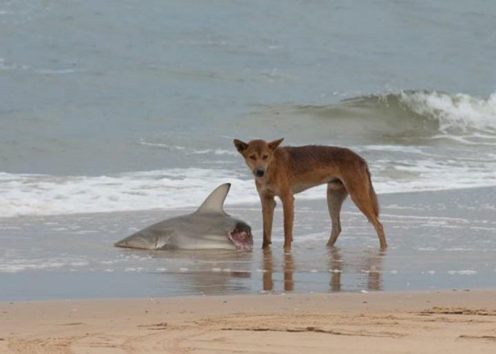 🔥 Wild Dingo eating a shark on the coast of australia 🦘 r