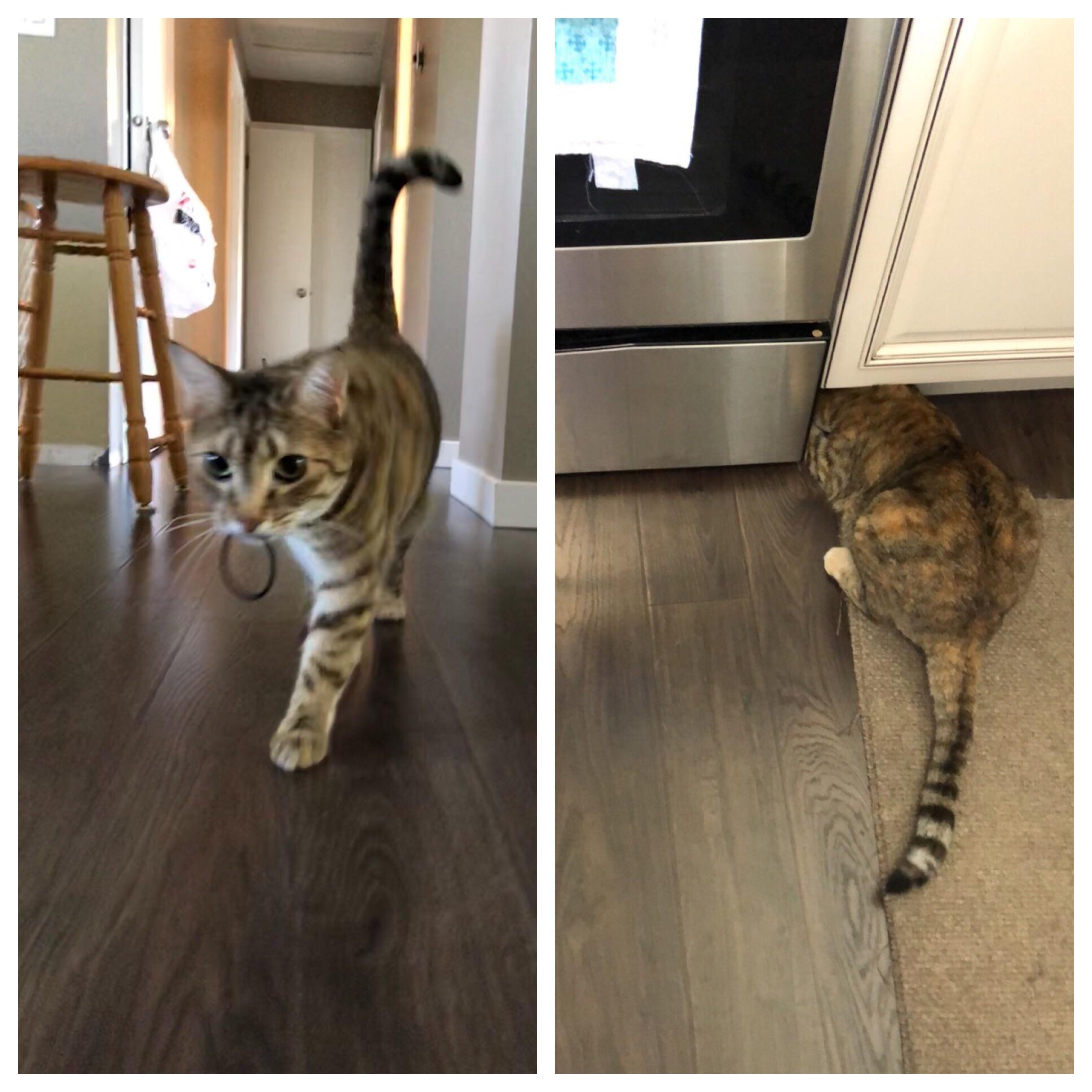 My cat routinely steals my hair elastics. I found out she just stashes