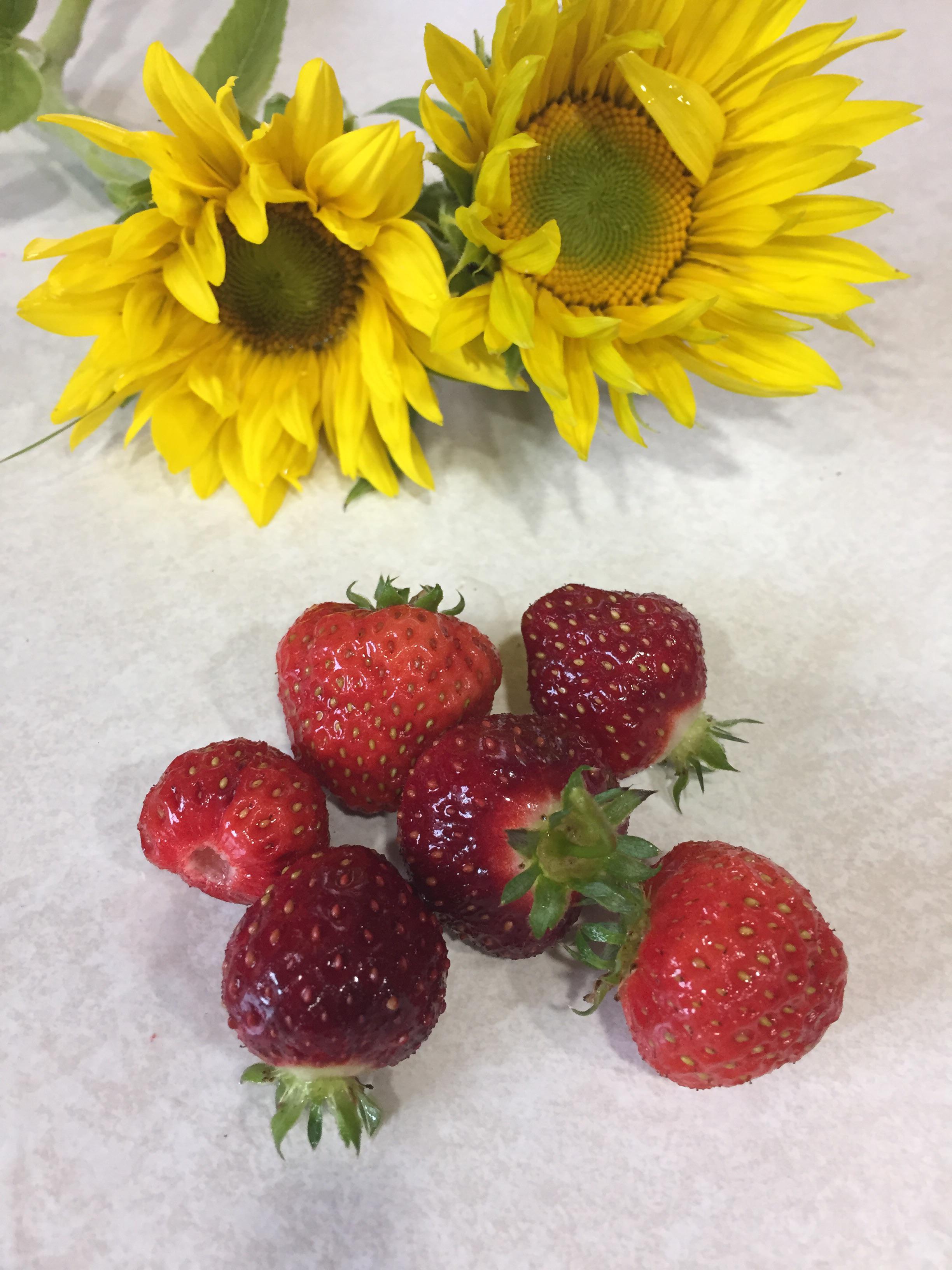This has been a strange summer in Alaska. Fresh strawberries in an