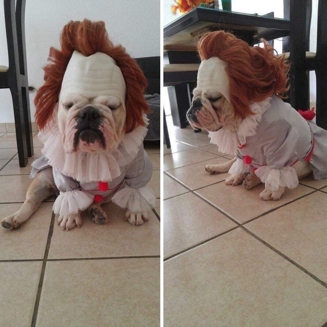 My fellow Redditor’s dog dressed up as Pennywise. r/pics