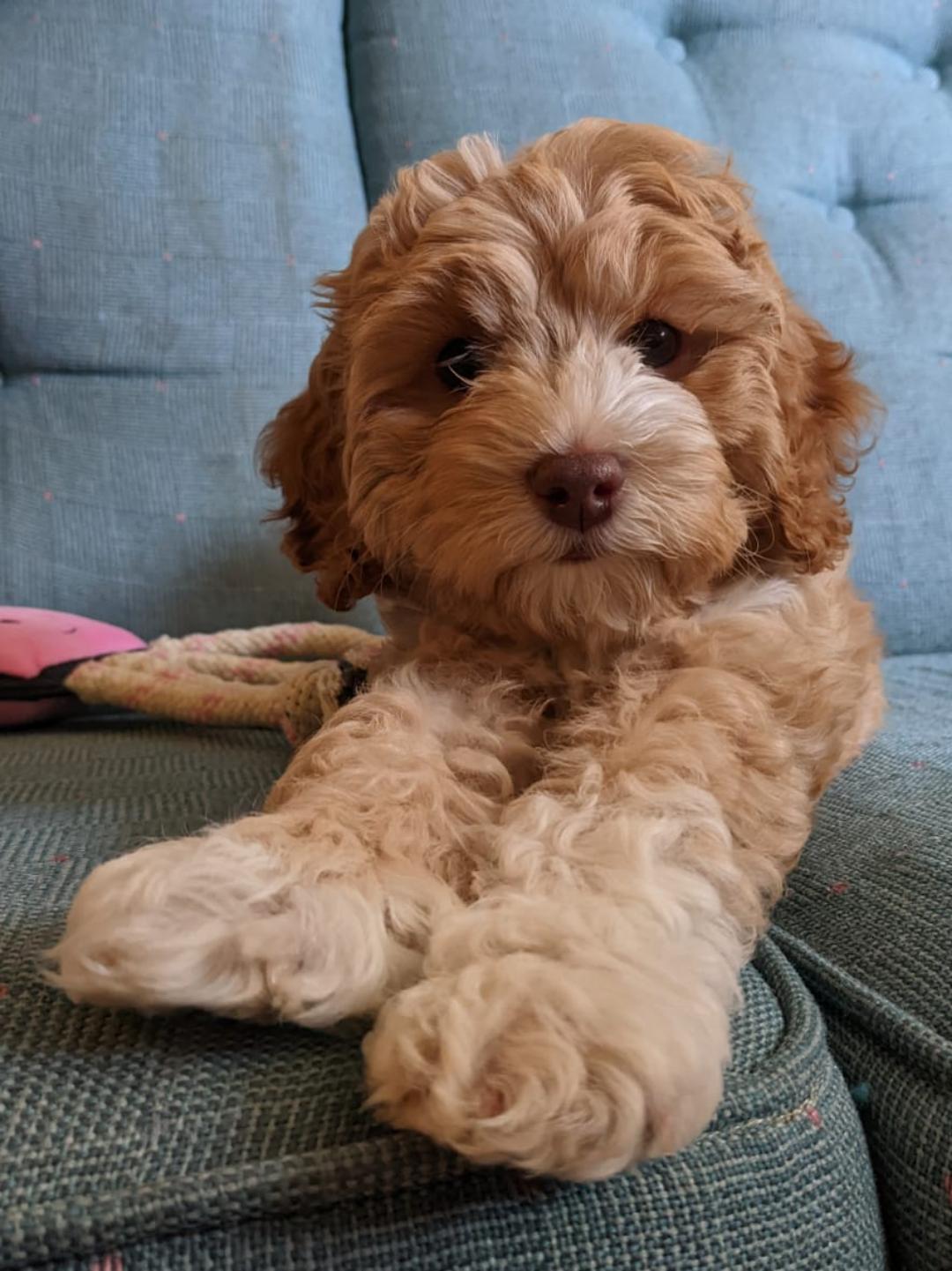 What puppy dog training classes do you on North Burnaby or