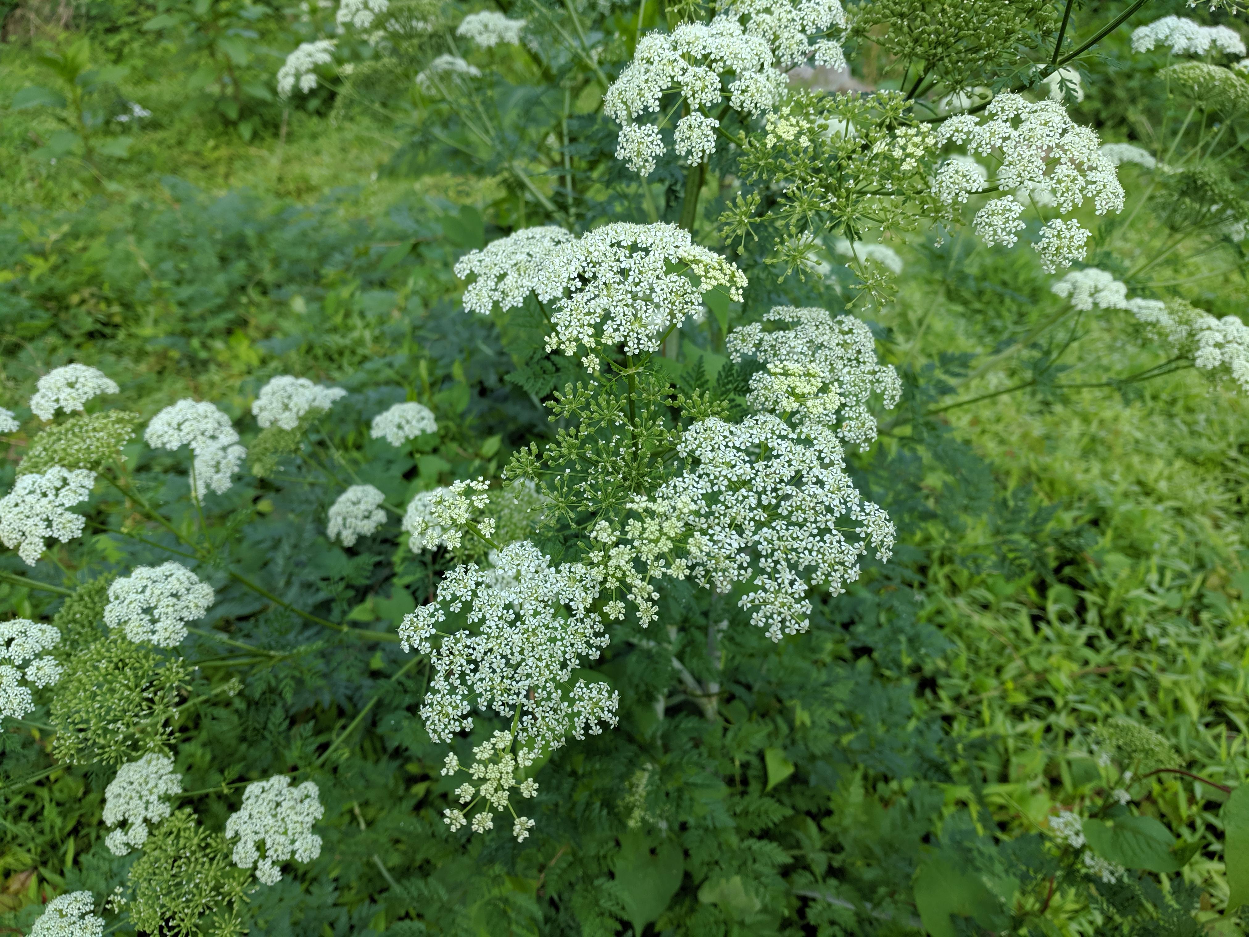 Queen Anne's Lace or Poison Hemlock? r/whatsthisplant