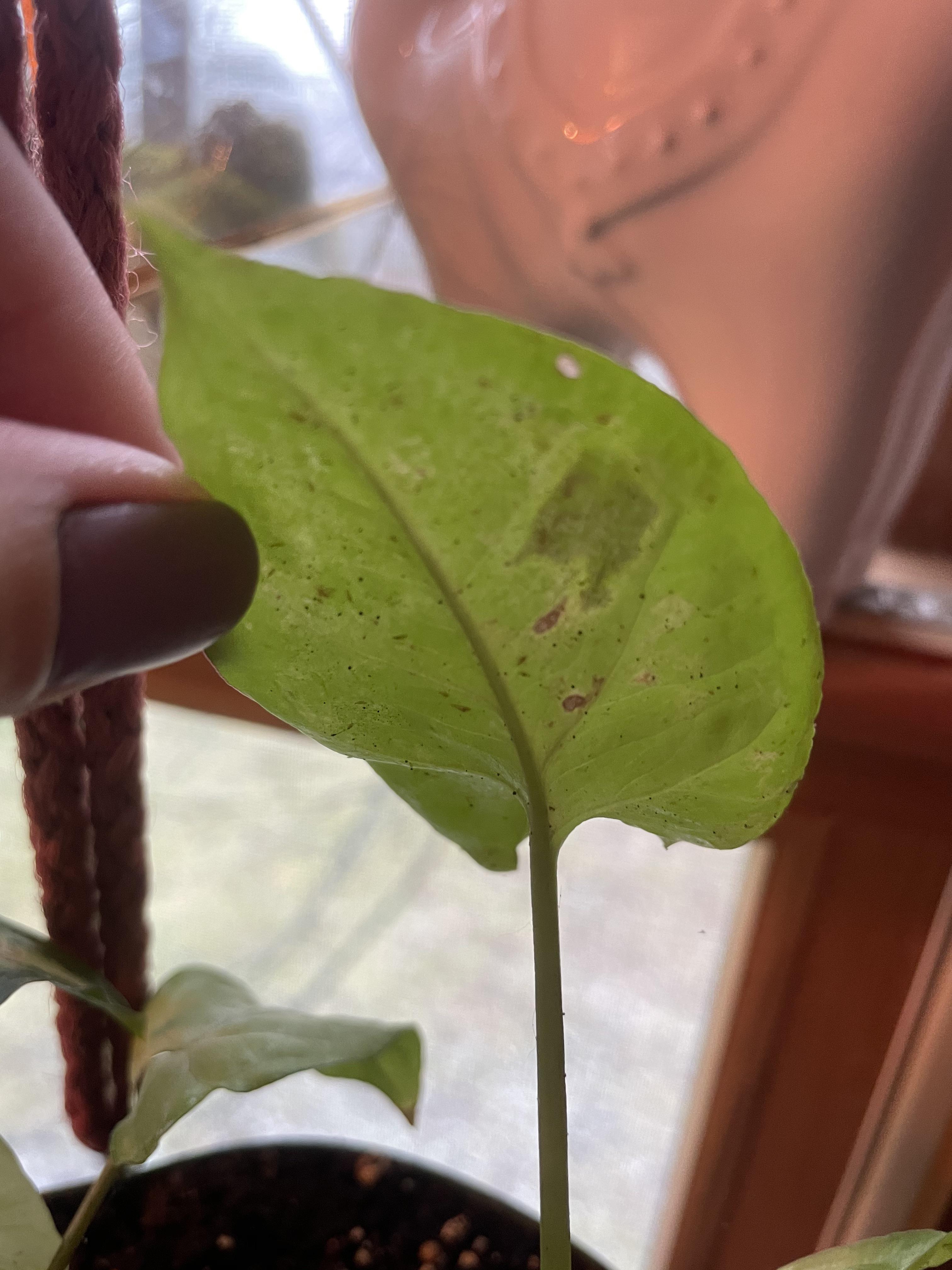 What are these little black spots? The leaves that have them are turning brown and dying on my