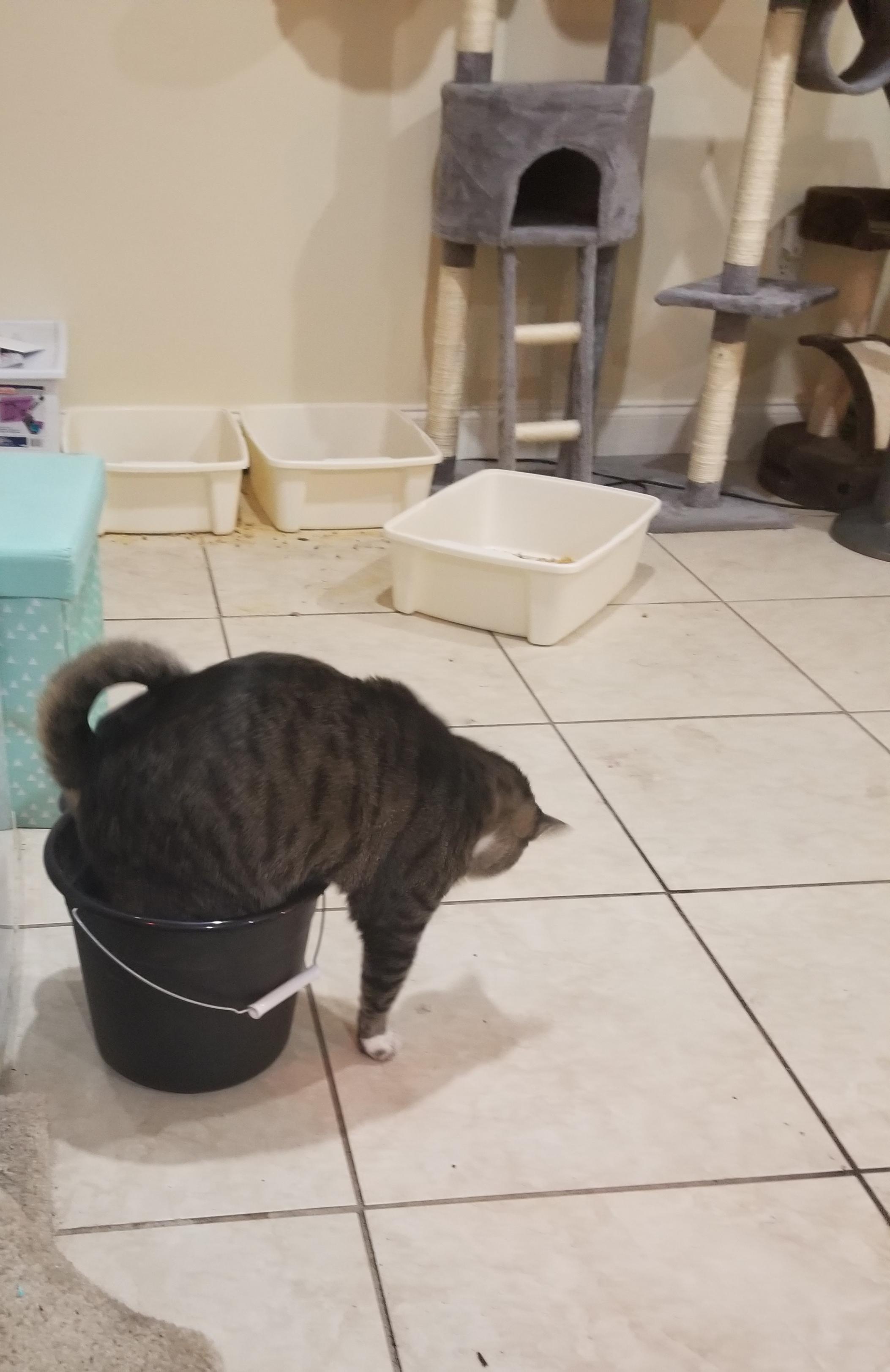 Freshly cleaned litter boxes, went to grab the broom... came back to my