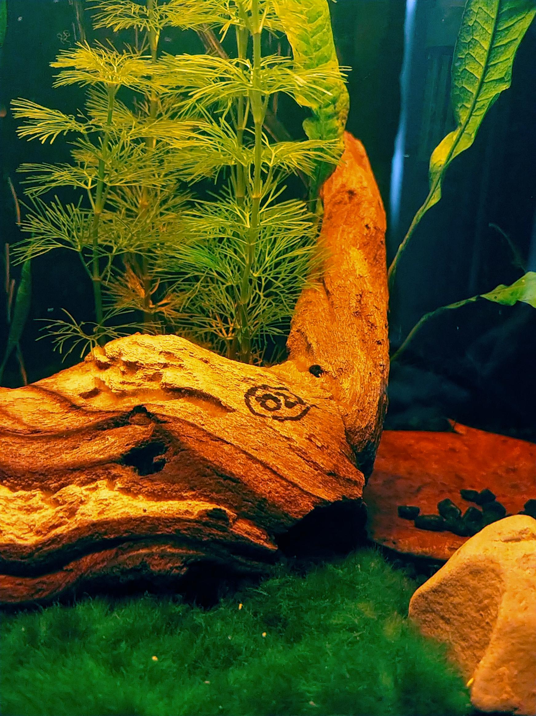 Easy carpetting with a moss ball! r/Aquariums
