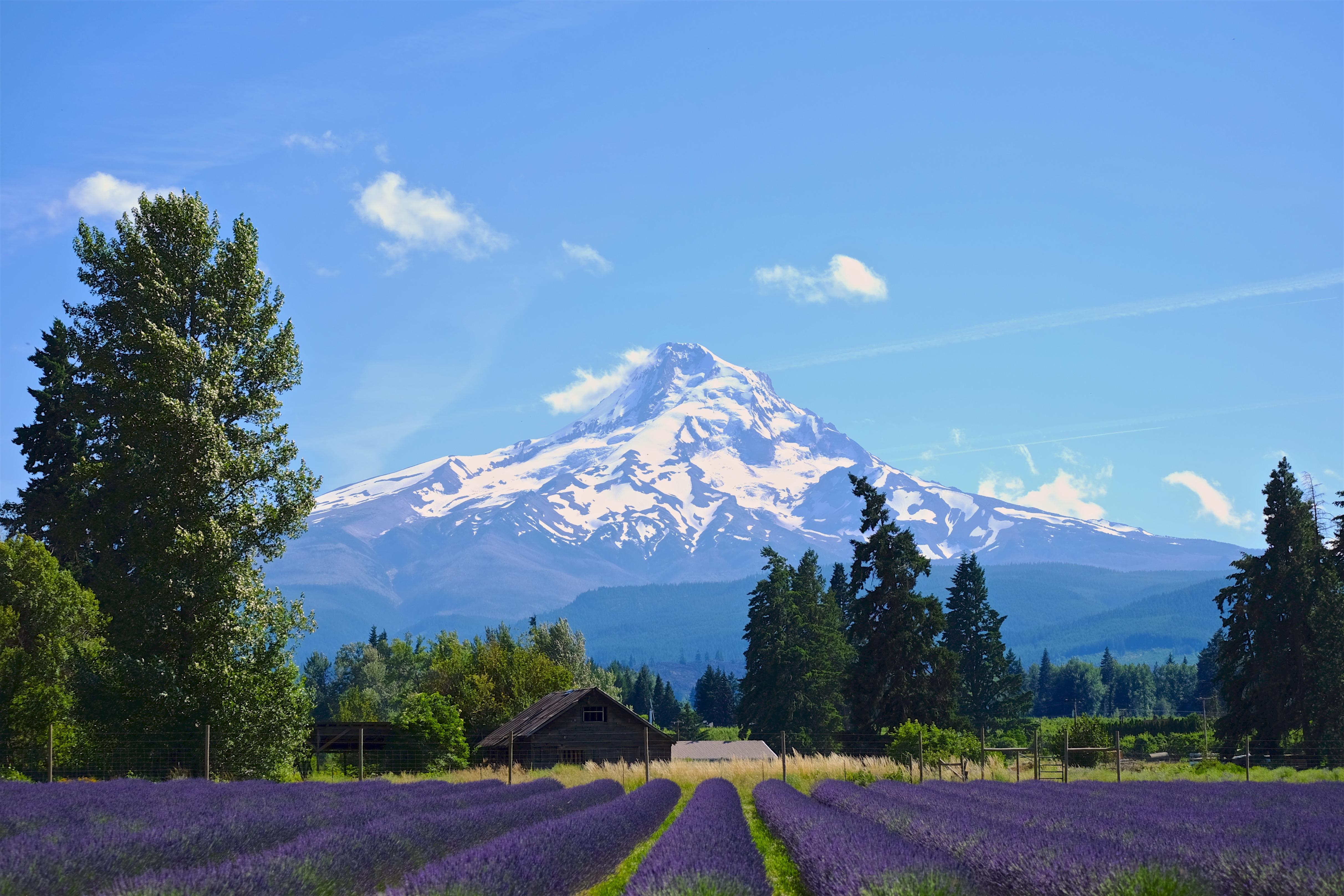 Lavender Fields in Oregon, USA r/Outdoors
