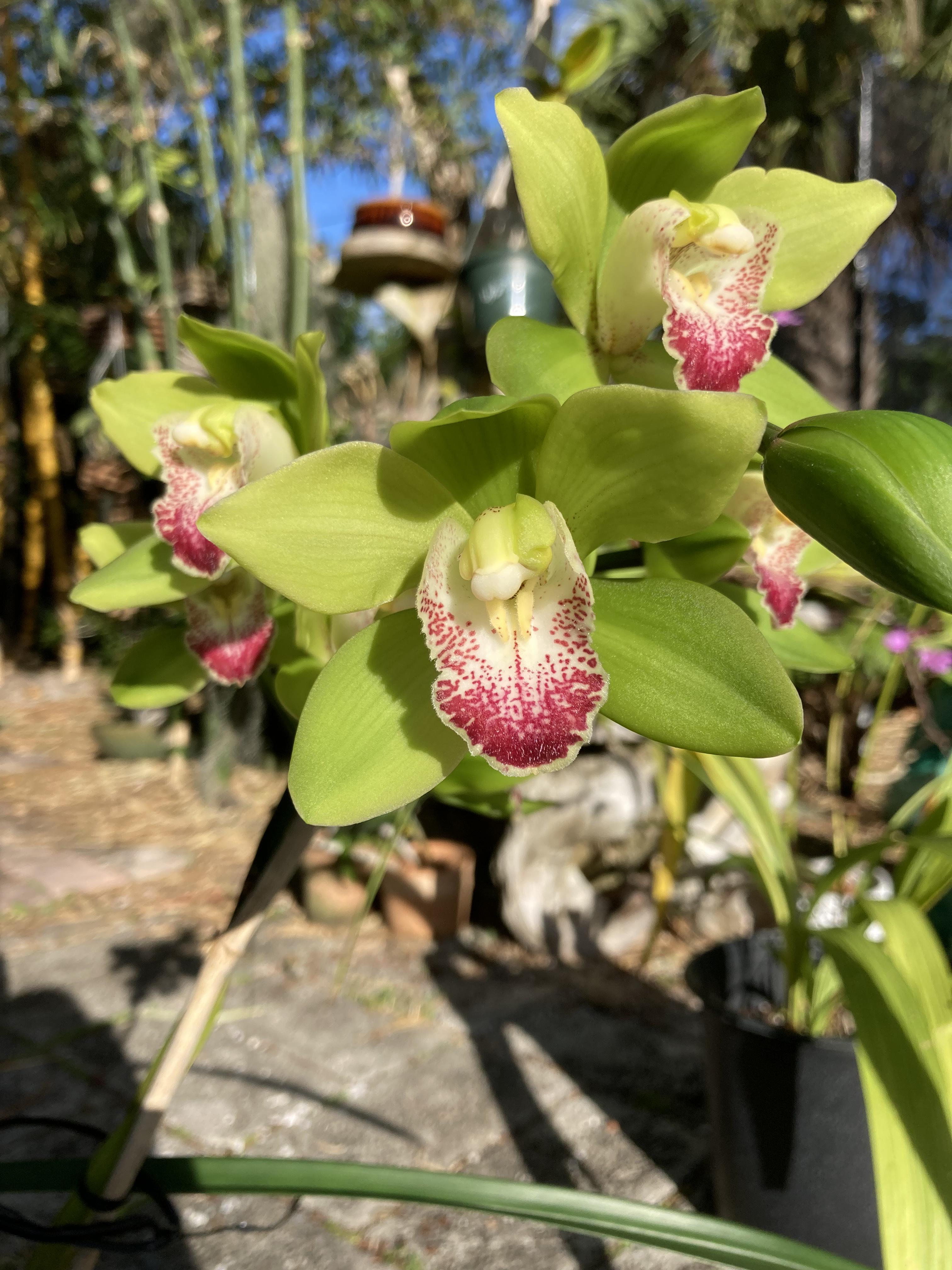 675 best Terrapin images on Pholder Starcitizen, Gratefuldead and Aww