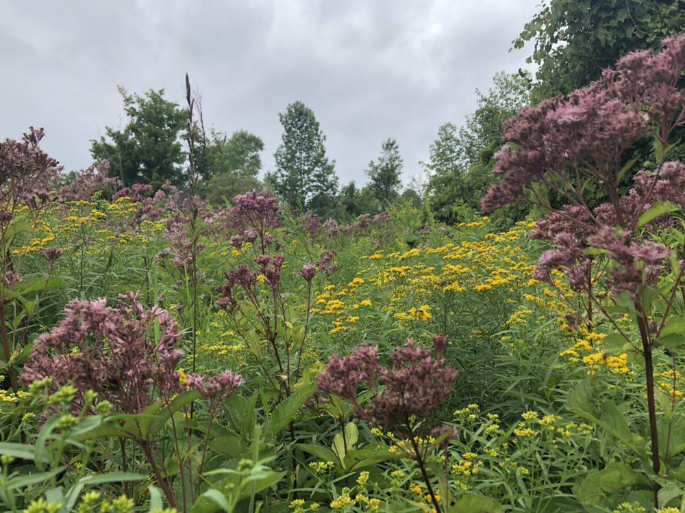 Late season wildflowers in upstate NY r/Wildflowers