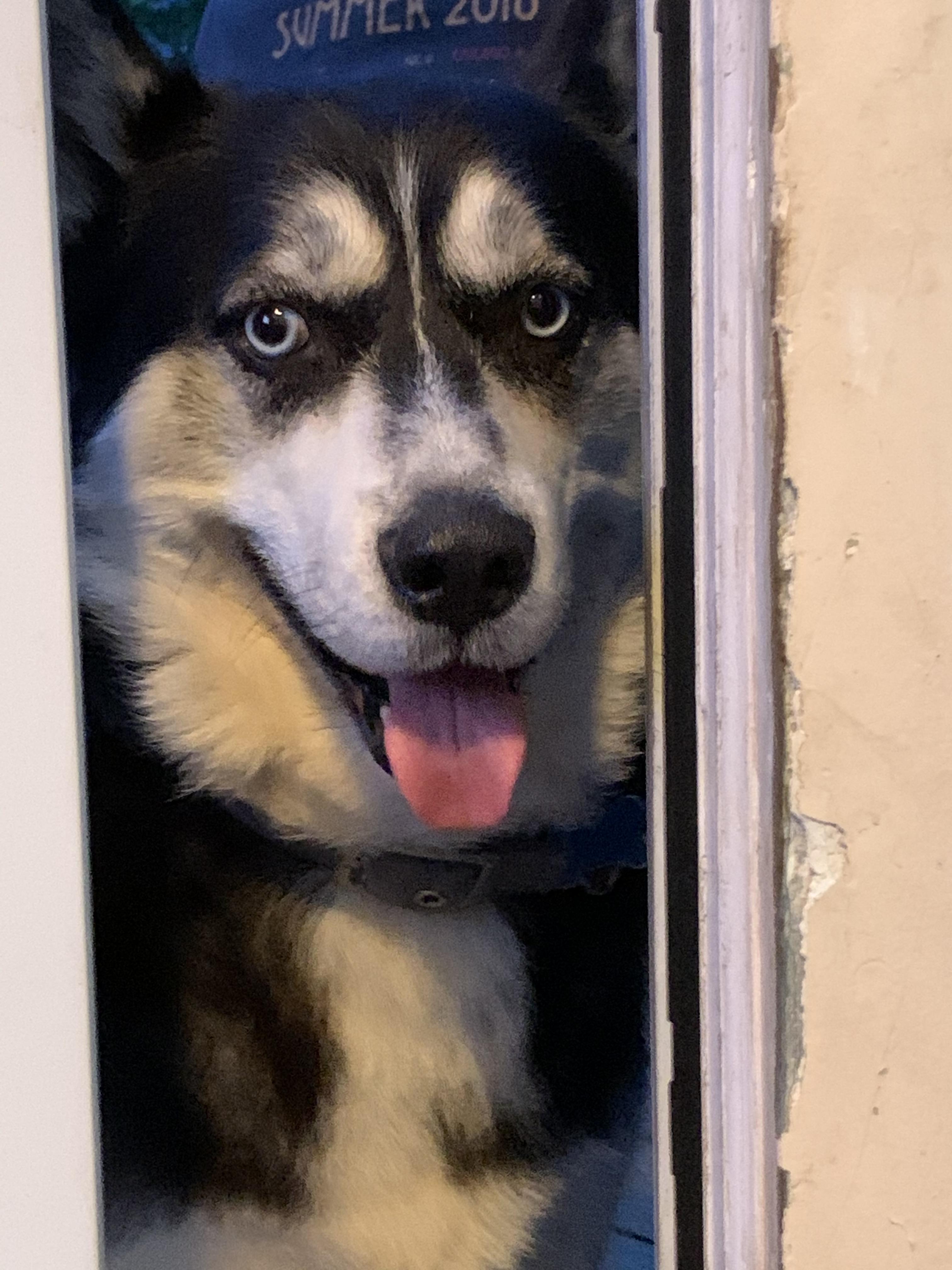 My dog tried opening the door r/MadeMeSmile