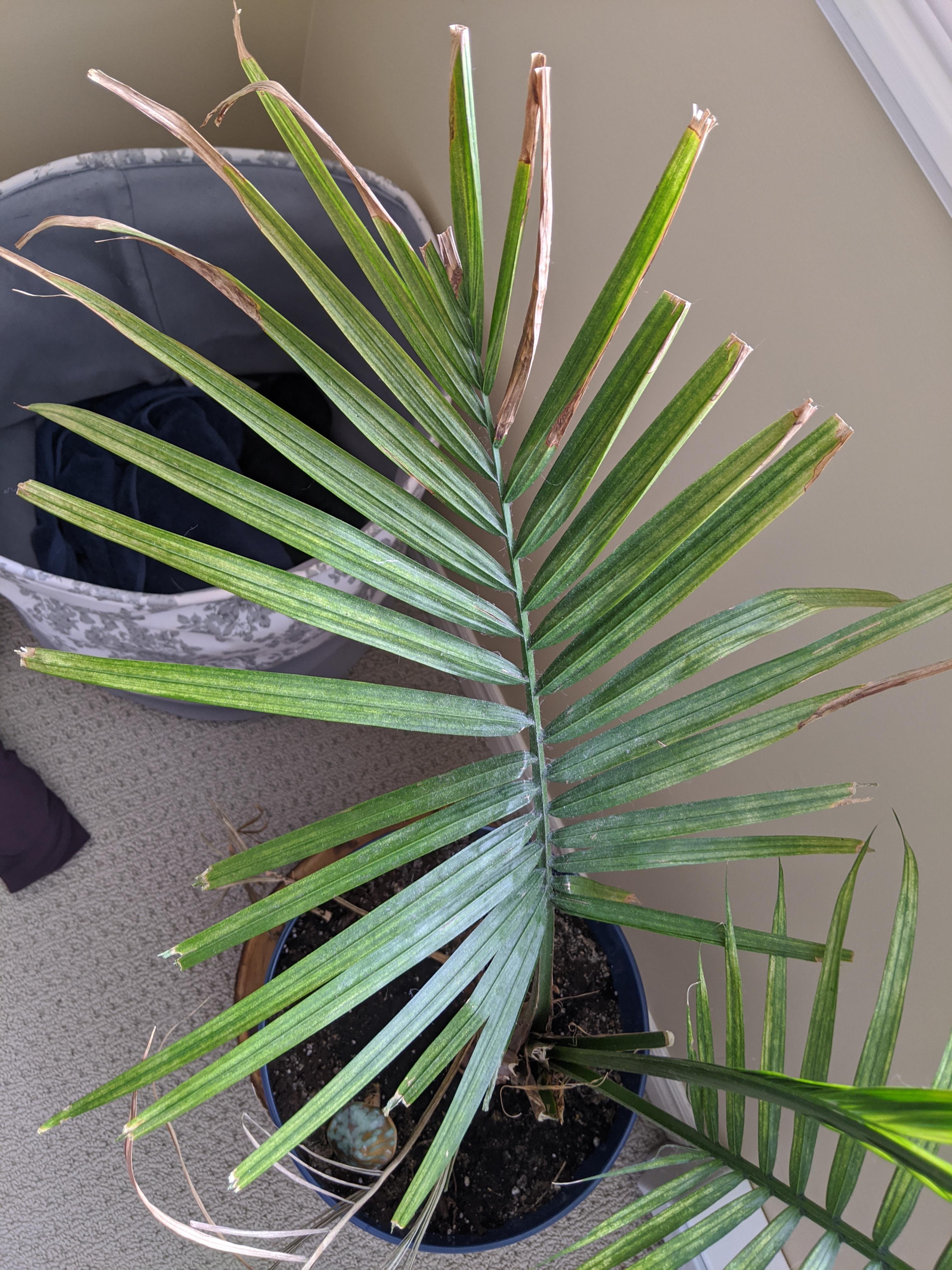 Why is my palm yellow, even the new growth? Full sun, watered weekly