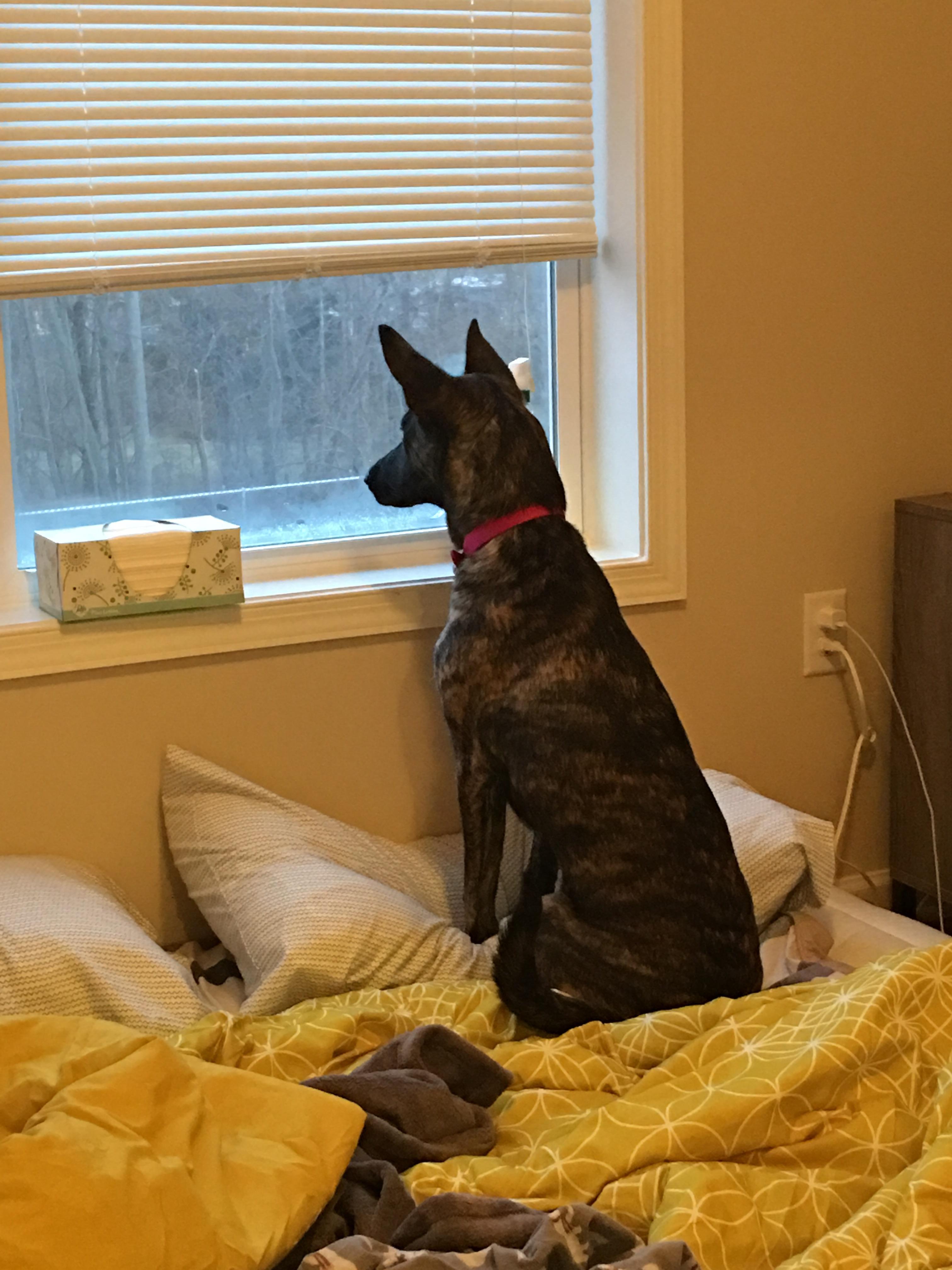 Guard dog always on duty r/DutchShepherds