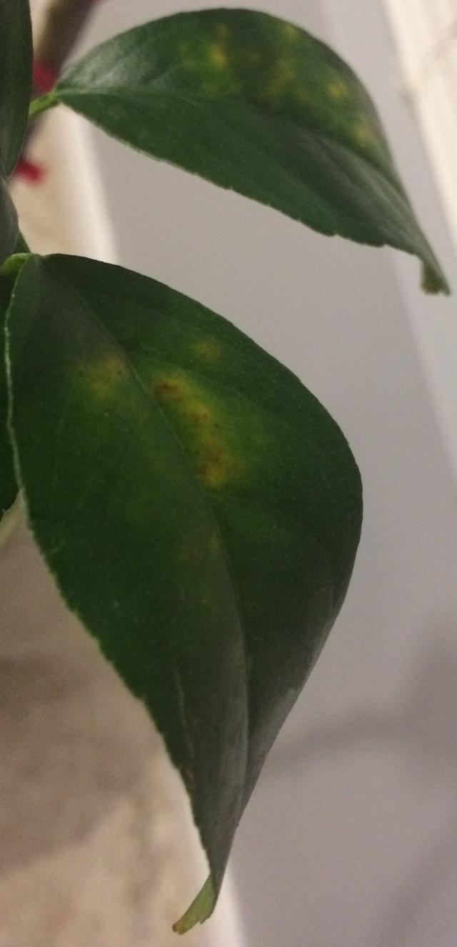 How can I help my lemon tree? Leaves have brown tips, yellow splotches