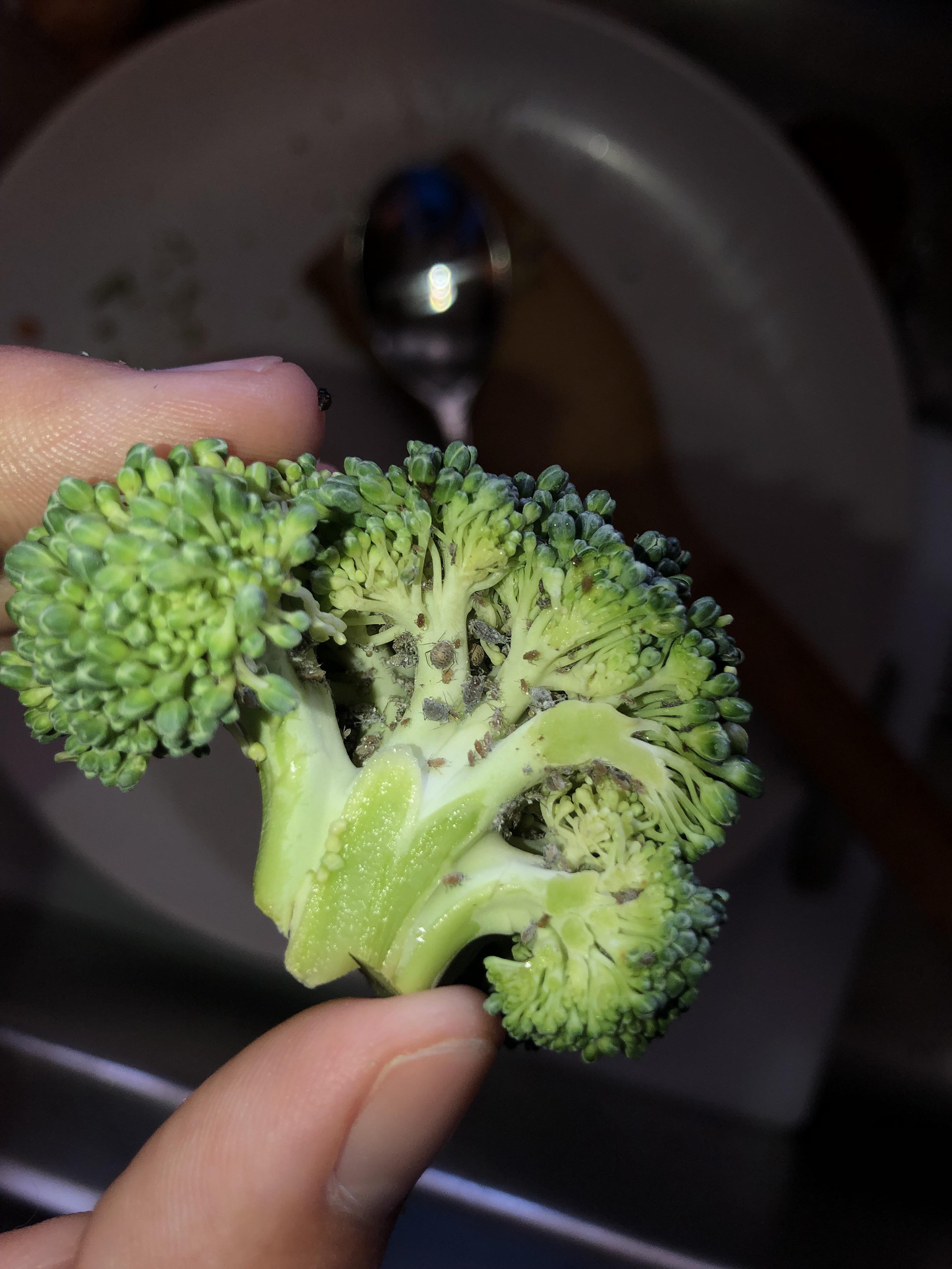 Thanks, I hate extra crunchy broccoli now. r/TIHI