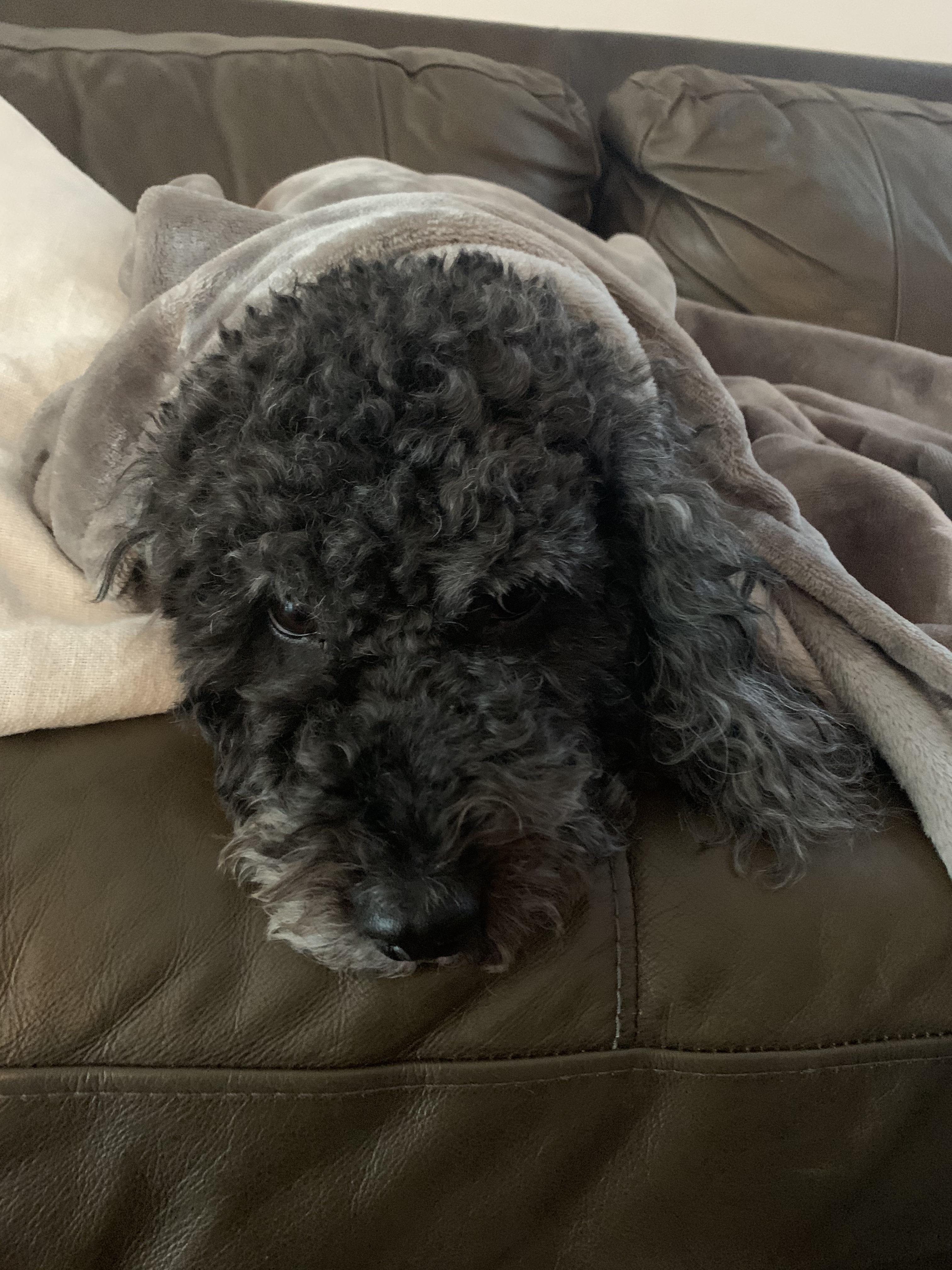 My dog in a blanket r/Blessed_Images