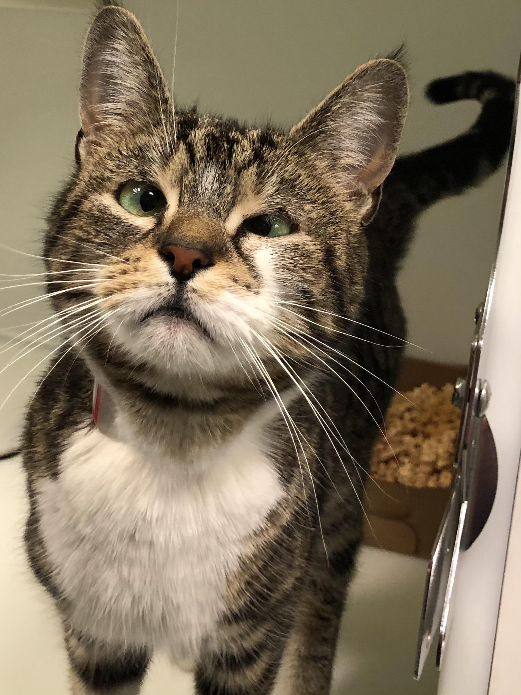 This crosseyed cutie r/cats