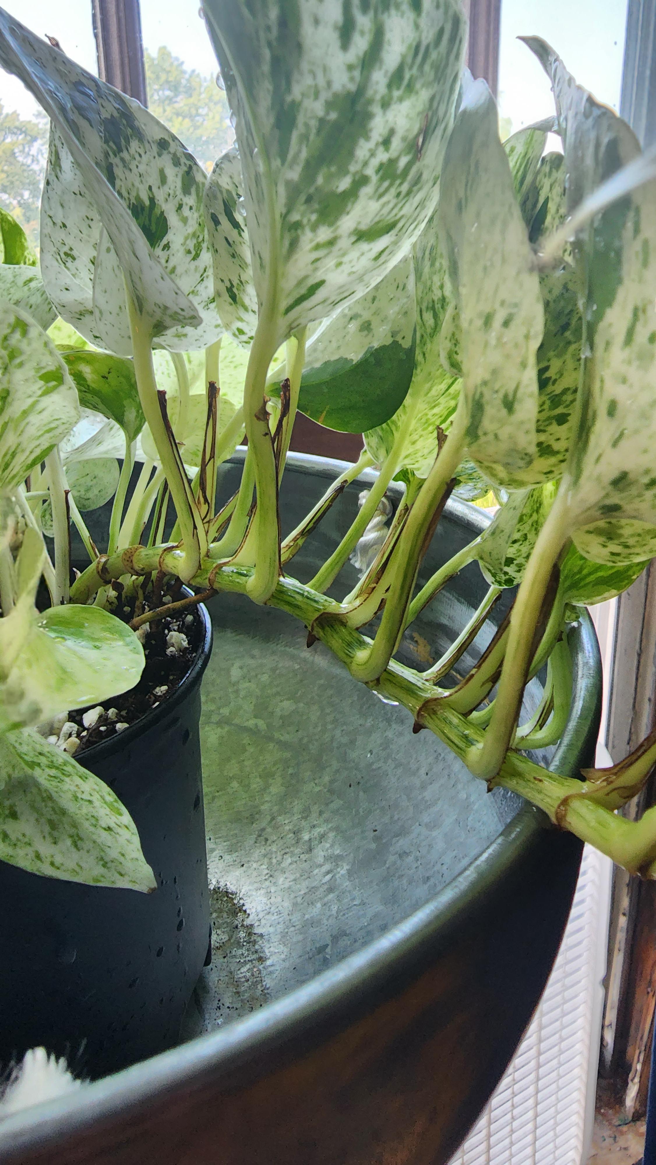 marble queen pothos turning brown r/plantclinic