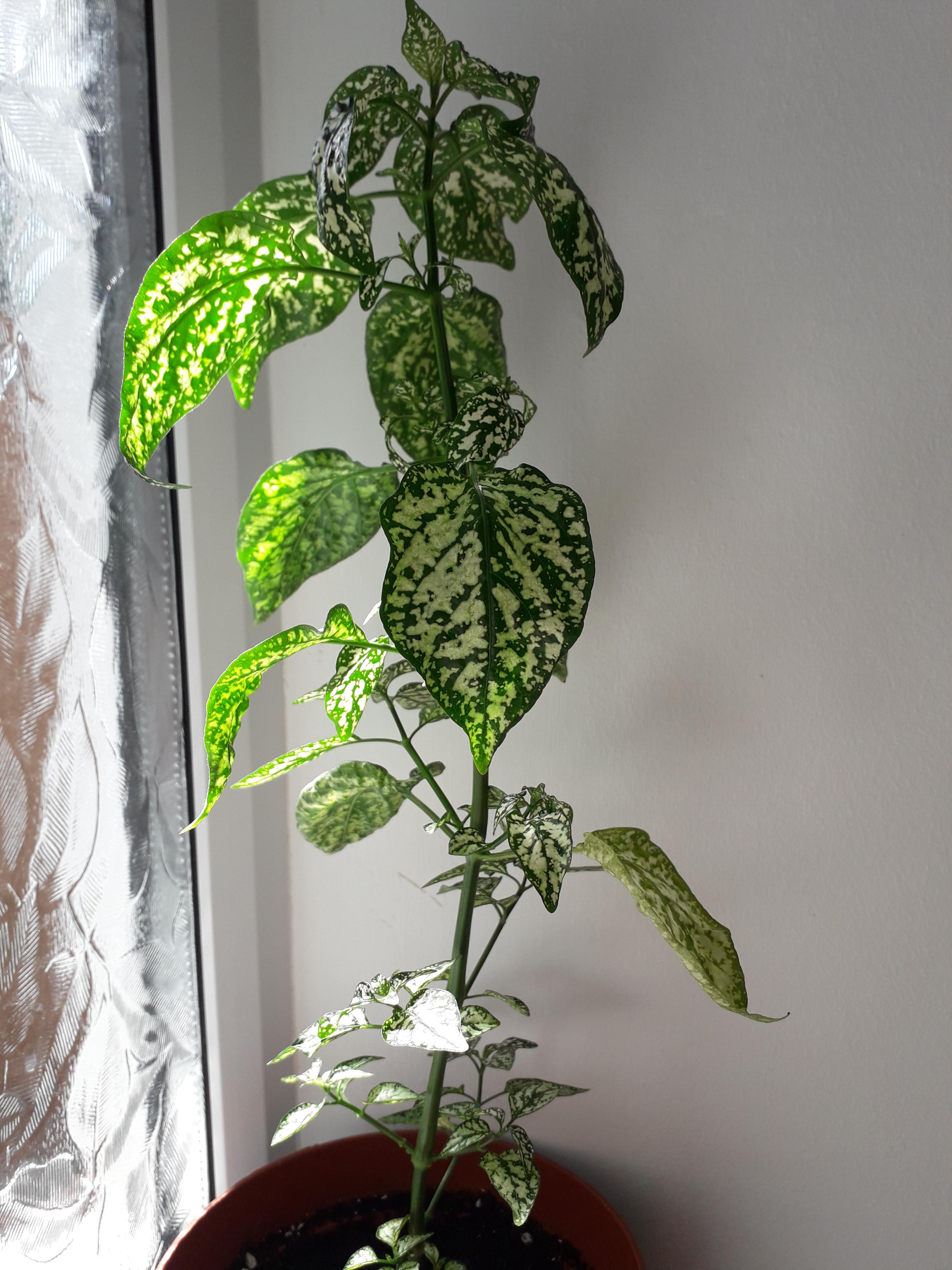 what is this plant called? its growing like a tree! r/plantadvice