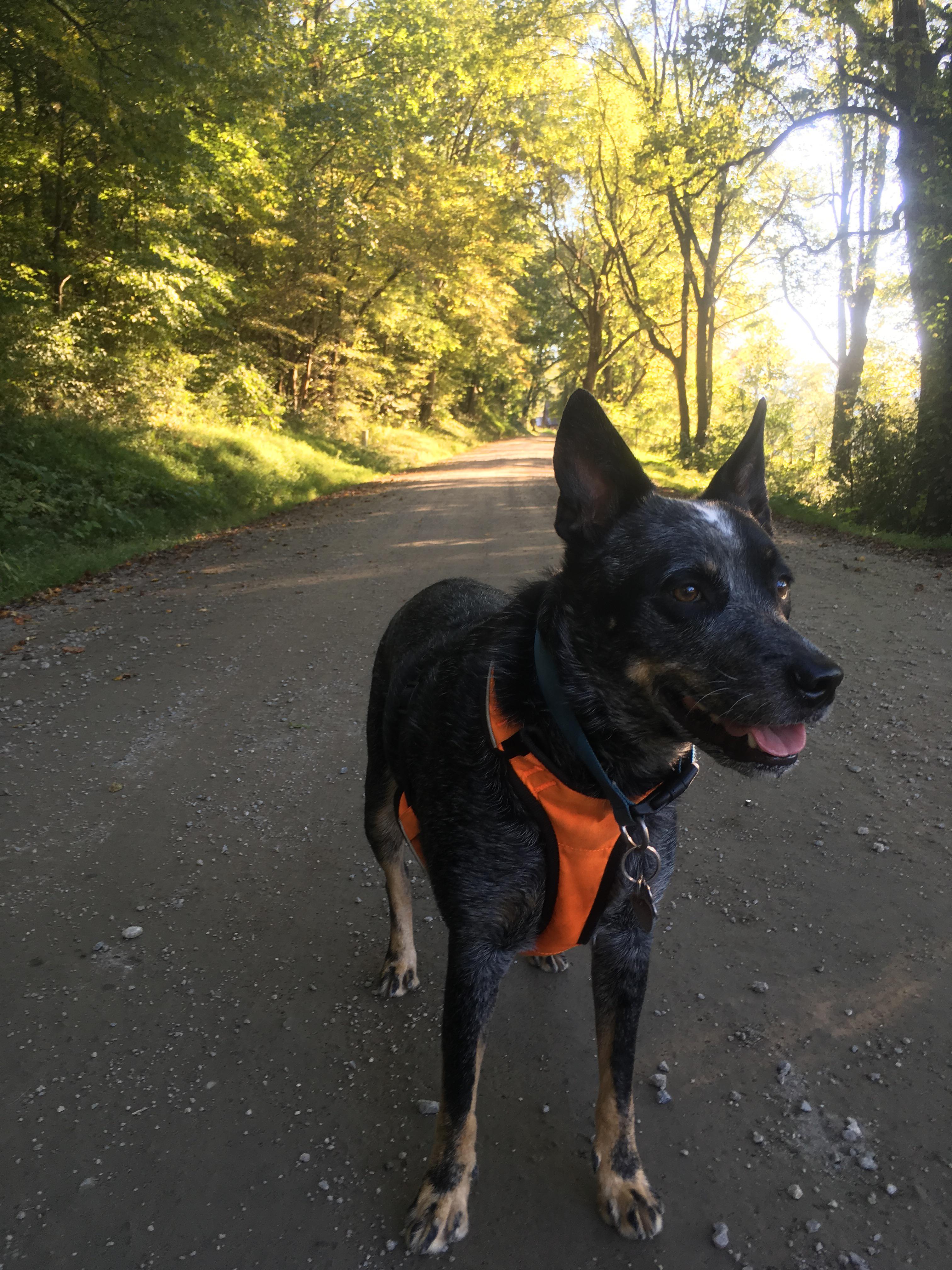 Jayber Crow on country roads. r/AustralianCattleDog