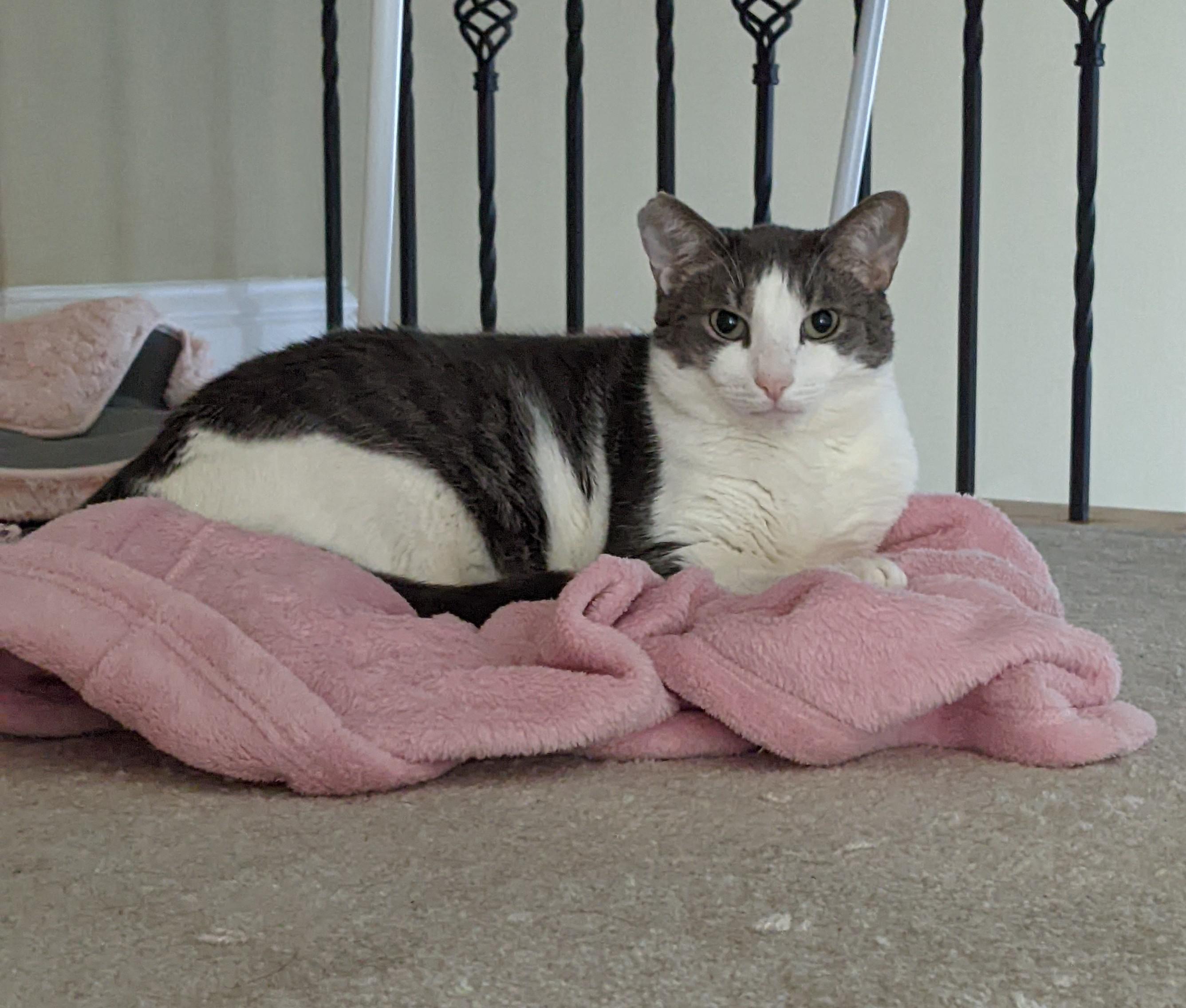 every chance he gets, Tank the cat drags my robe to the landing to