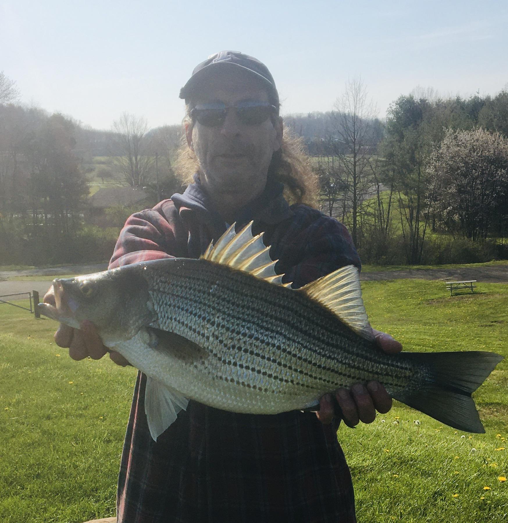 Hybrid Striper, Guilford Lake Oh, first cast. r/Fishing