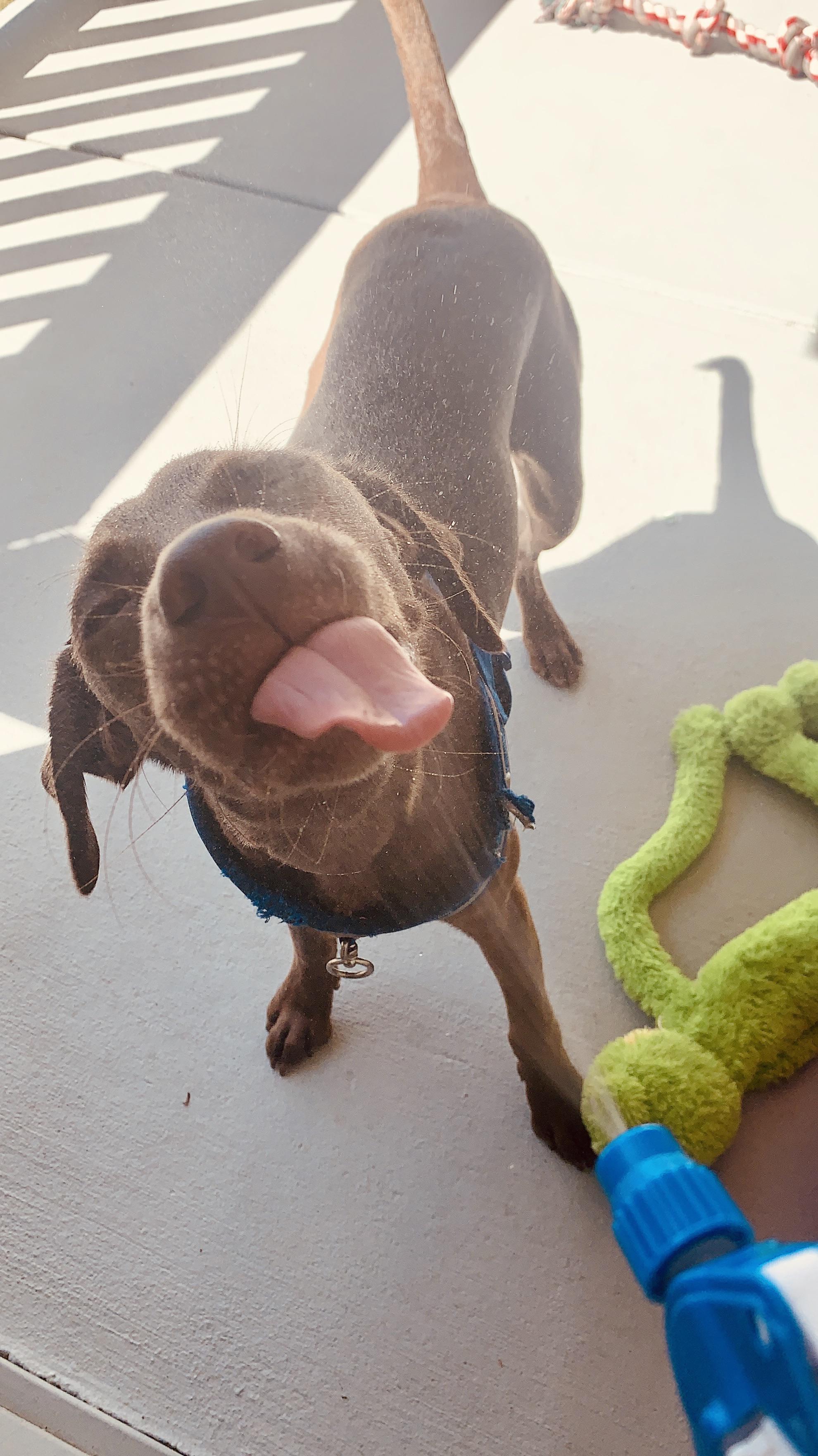 Watering my plants and my dog. r/lookatmydog