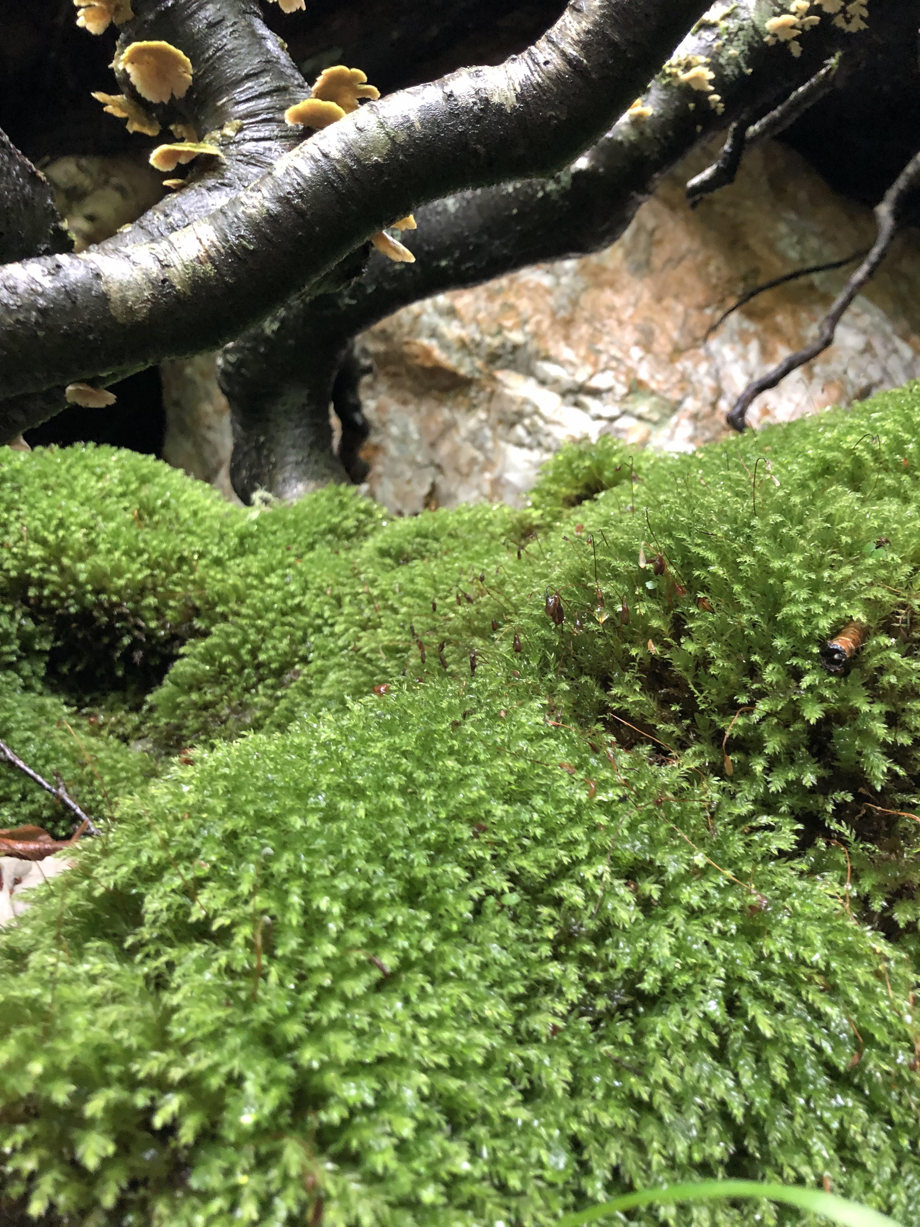 Great Smoky Mountains moss on the Alum Cave Trail r/Mosses