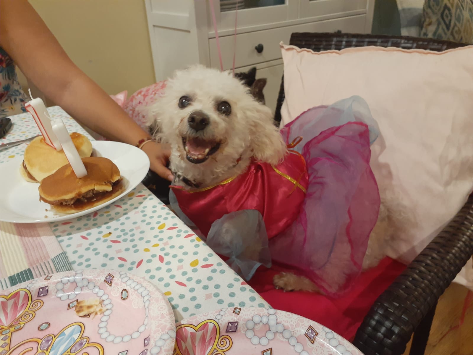 What do you do when your dog turns 15? Throw her a quinceañera of