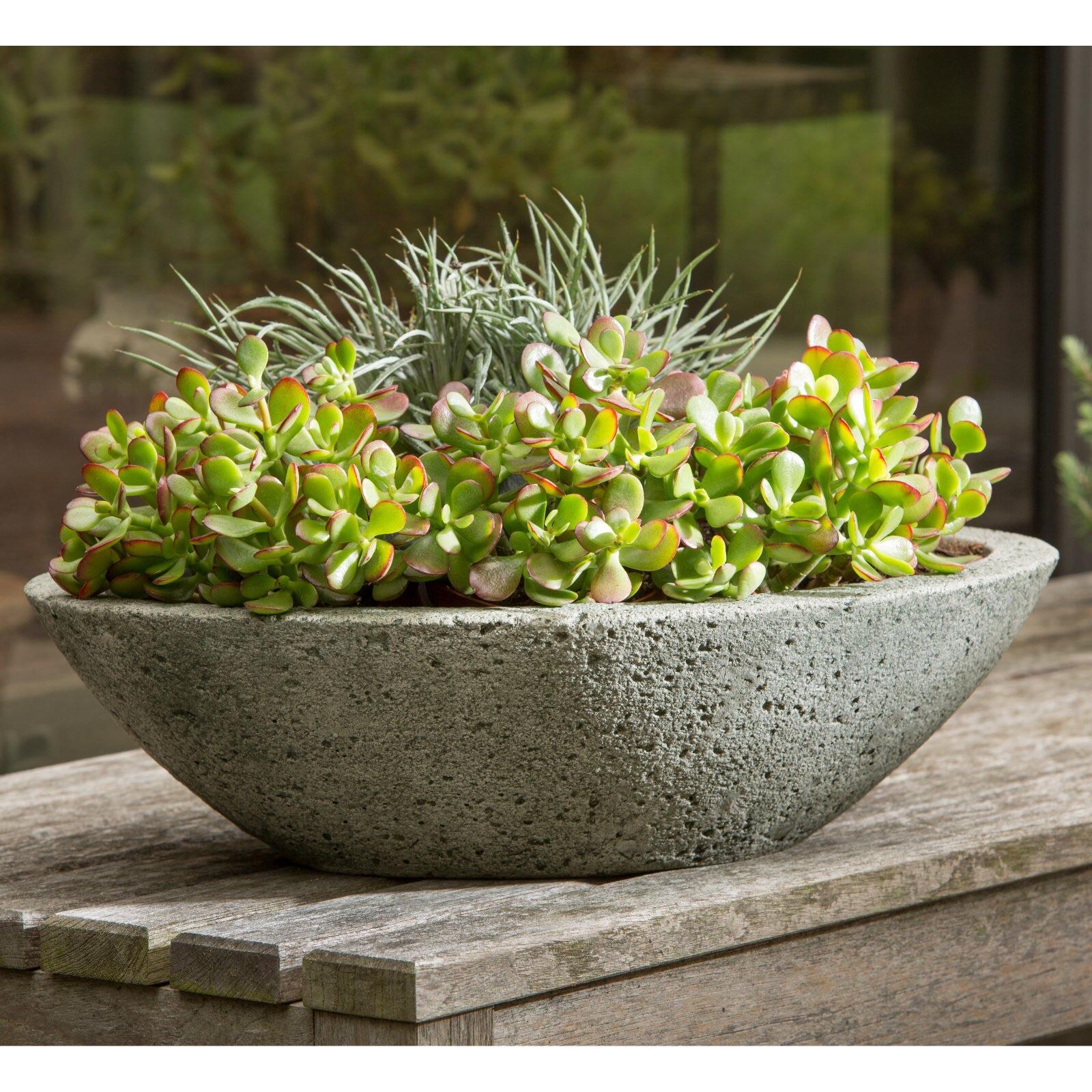 What to plant during winter in Arizona. I have two of these at the