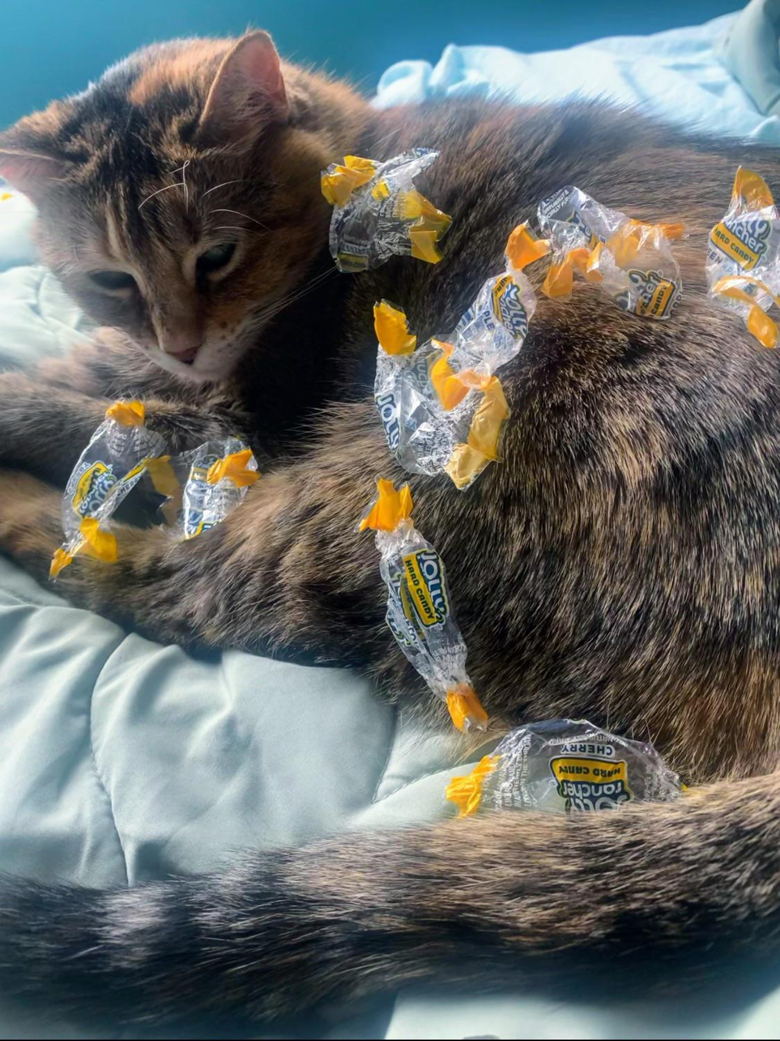 My cat ate my jolly ranchers!! 😡 r/cats