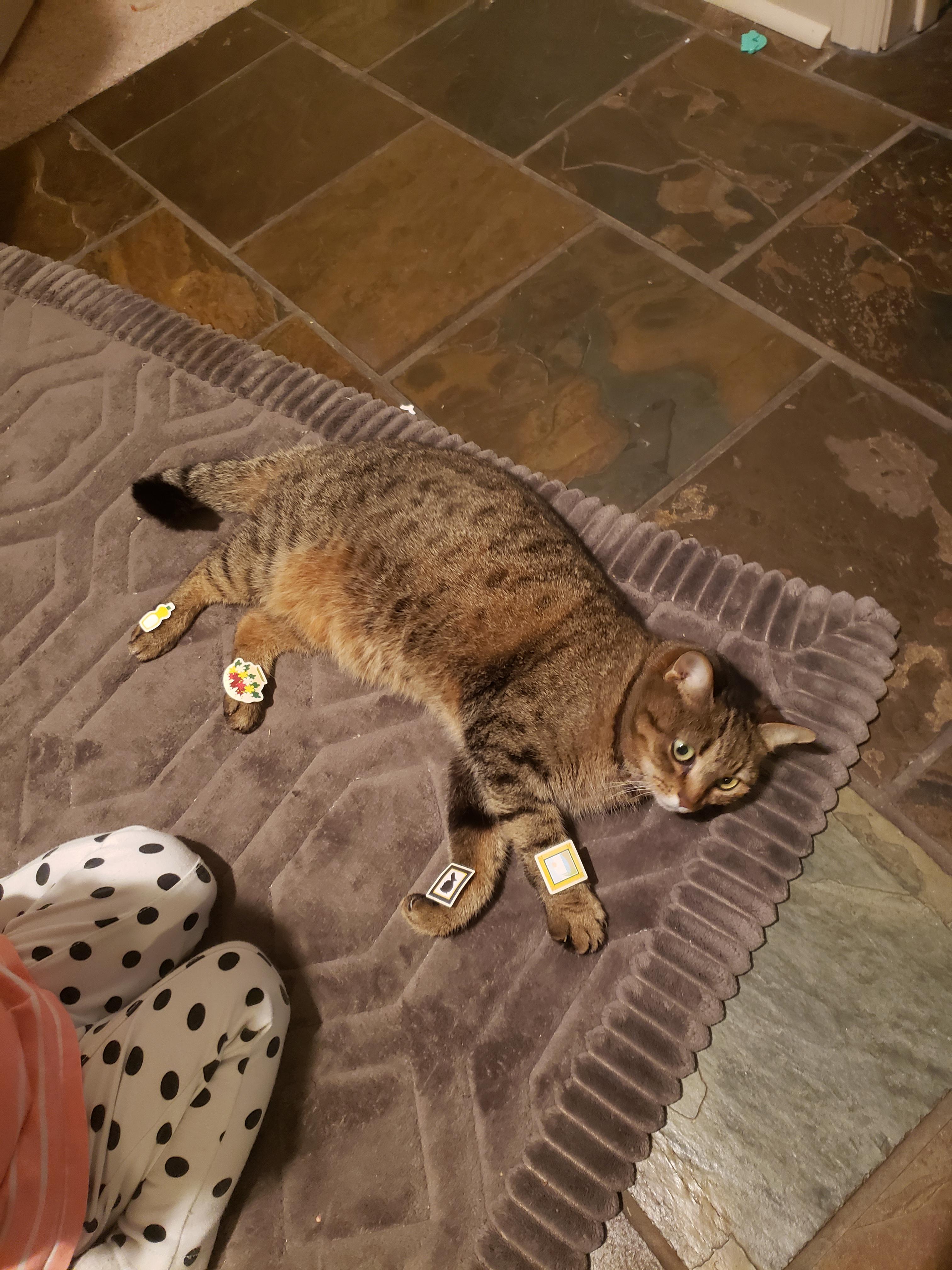 Daughter put "bandages" on our cat r/StuffOnCats