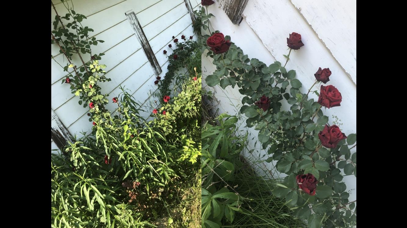 So I have these roses on my property that have not been pruned in
