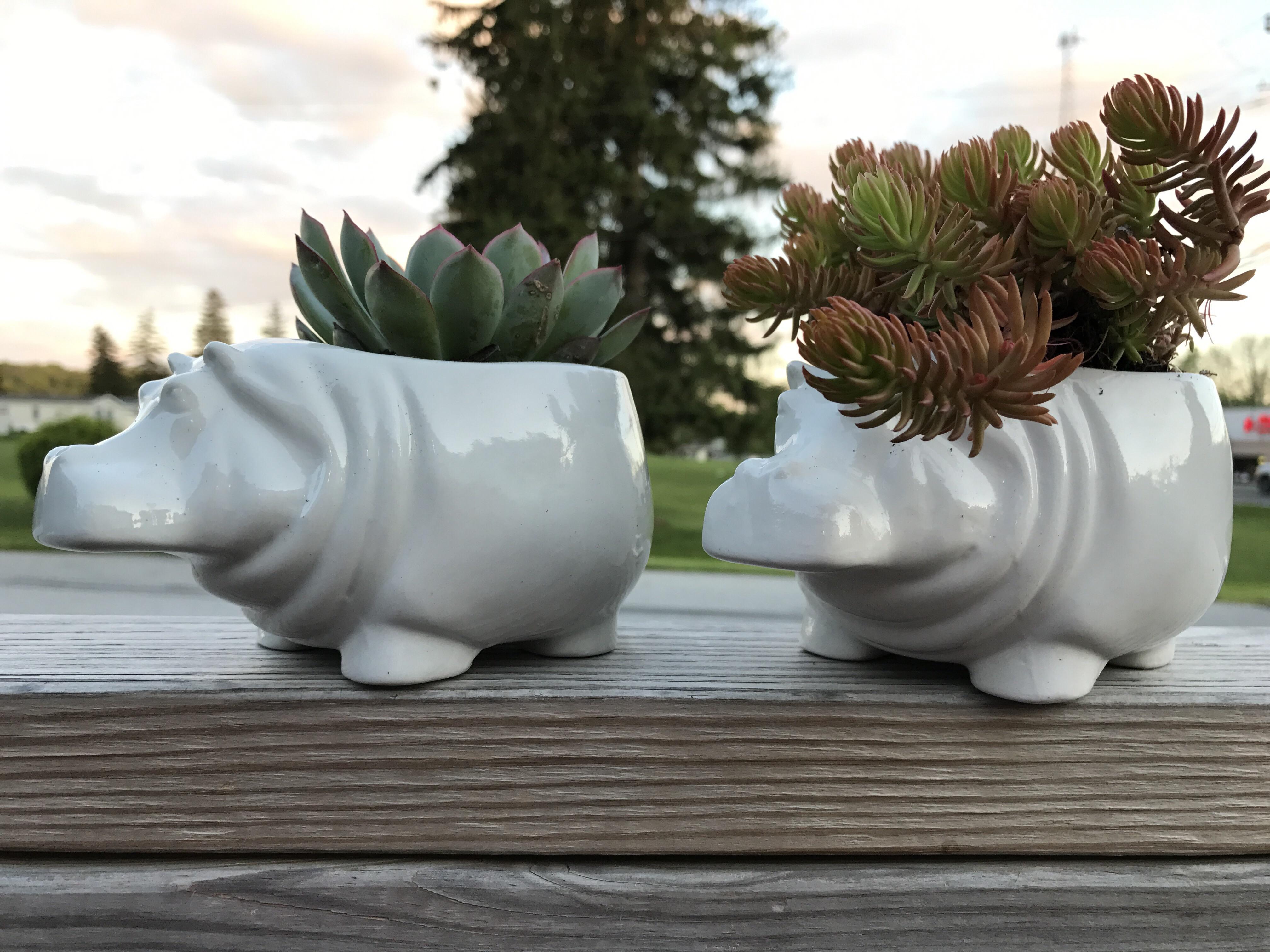 Adorable Hippo Planters From Goodwill r/succulents