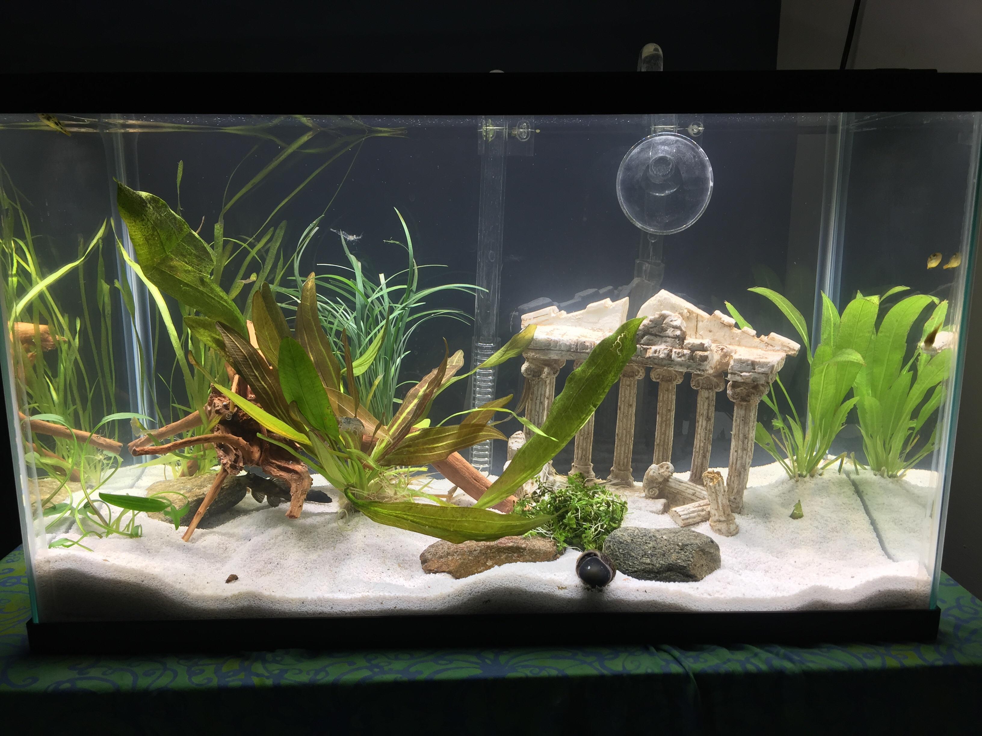 First 10 gallon tank (feat. pea puffers & amano shrimp) r/Aquariums