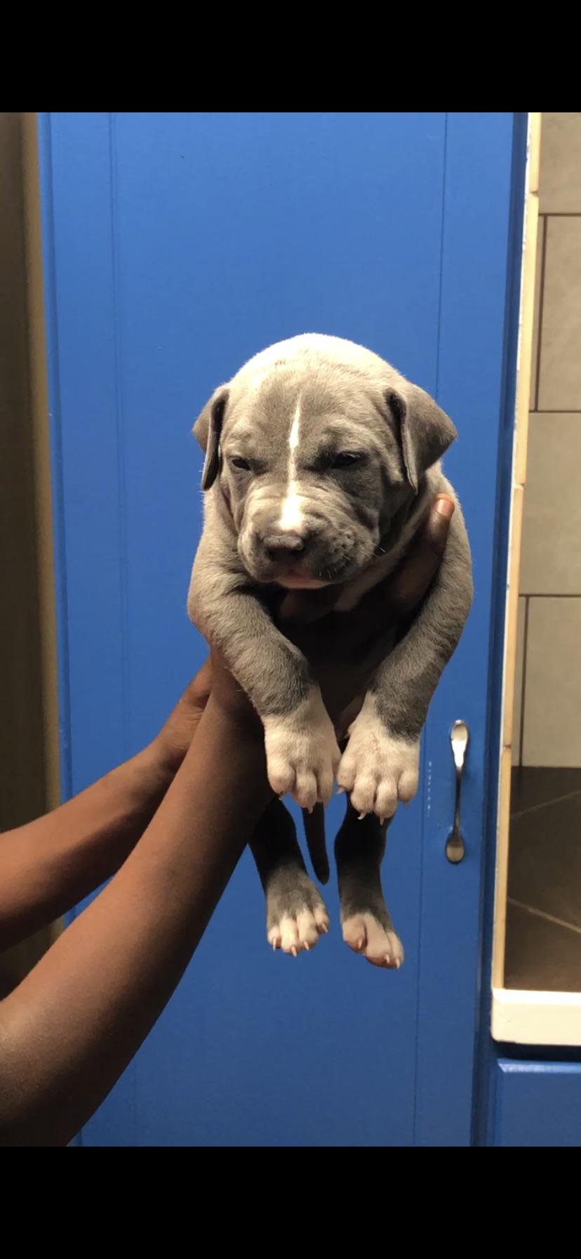 3wk XL Bully. Names for this big boy? r/pitbulls