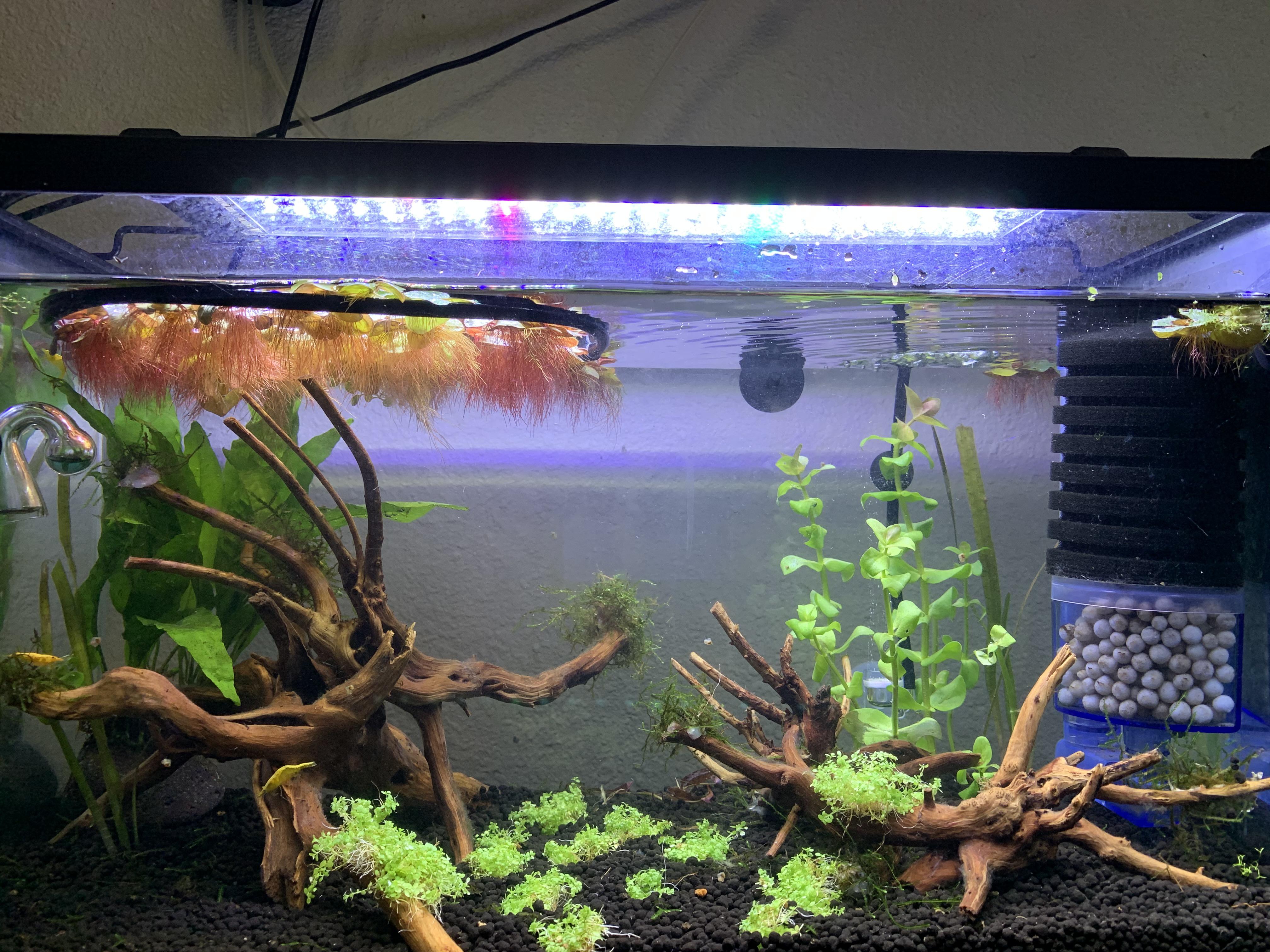 Really loving my shrimp tank so far! r/PlantedTank
