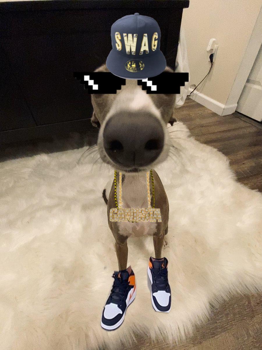 Awesome Dog has Swag (Awesome) r/ConnorEatsPants