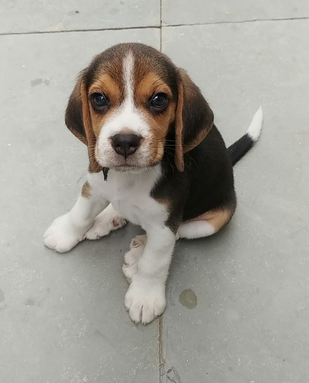 My 2 month old beagle puppy r/aww