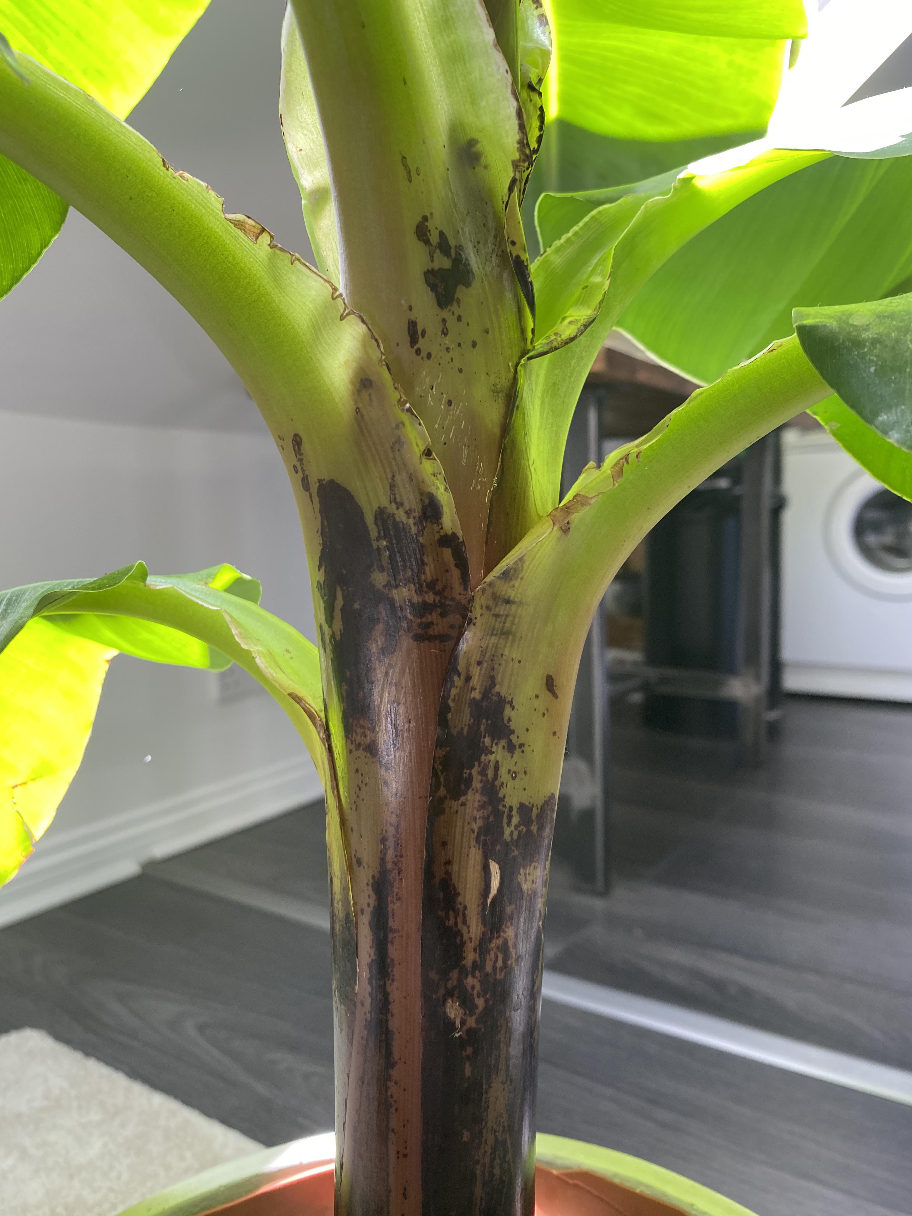 What are these Black spots on my banana plant? r/houseplants