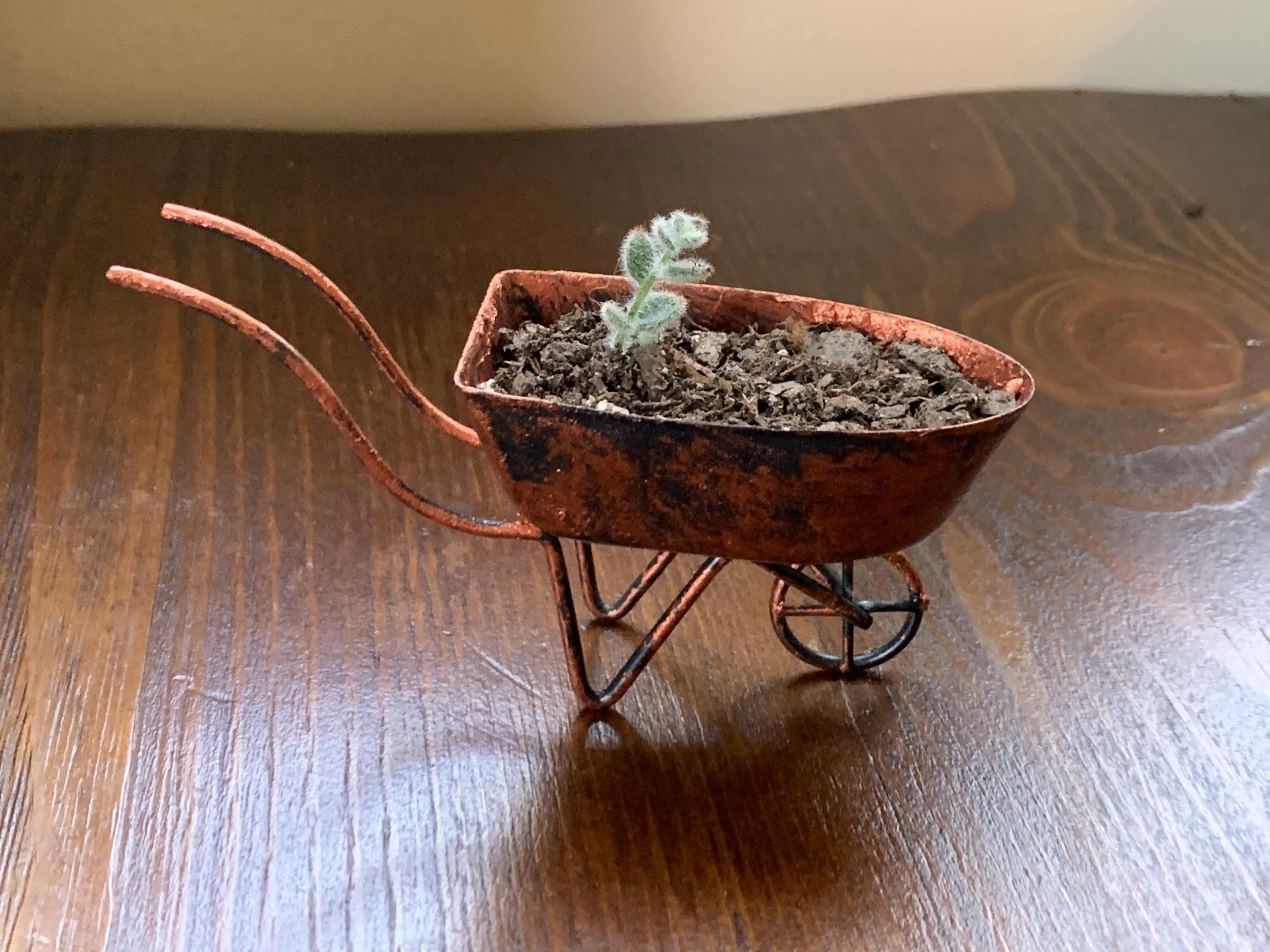 A tiny pot for a tiny plant. r/plantsandpots