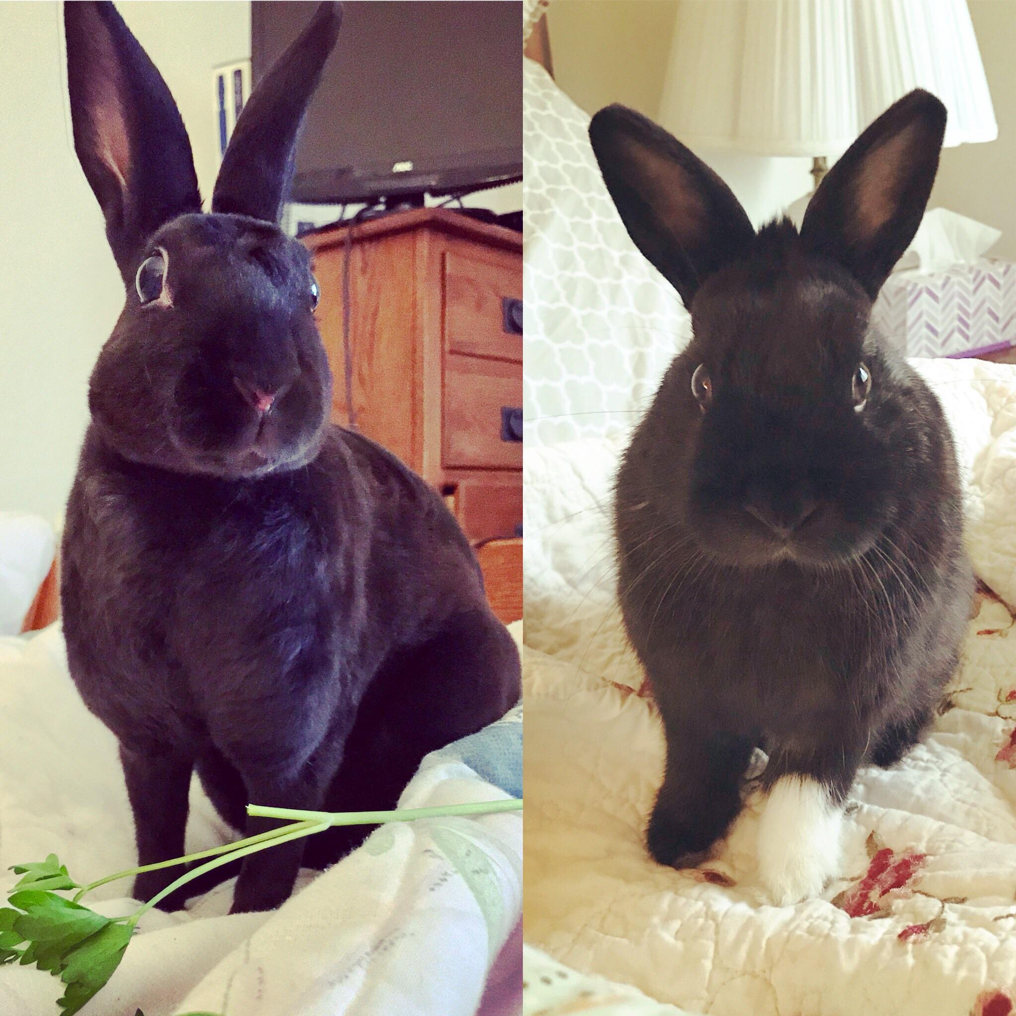 Our bunnies don’t get along but I really want a picture of them
