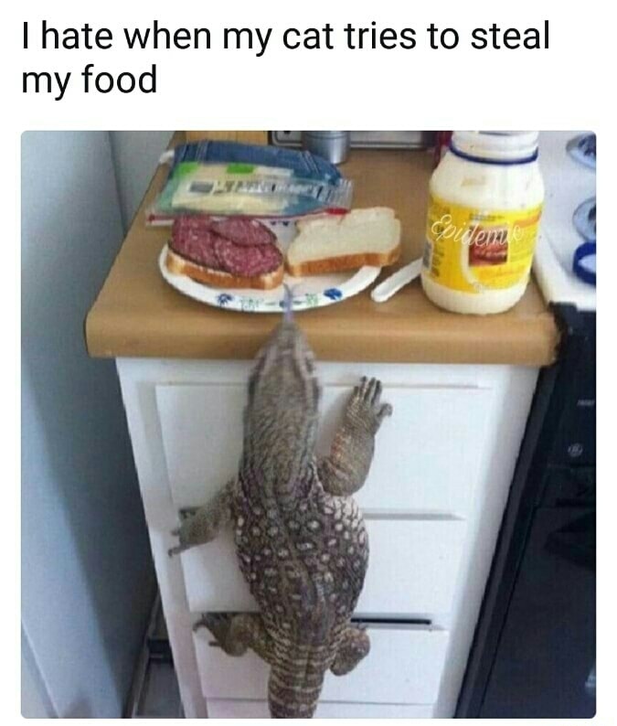 The cats eating the sandwich r/memes