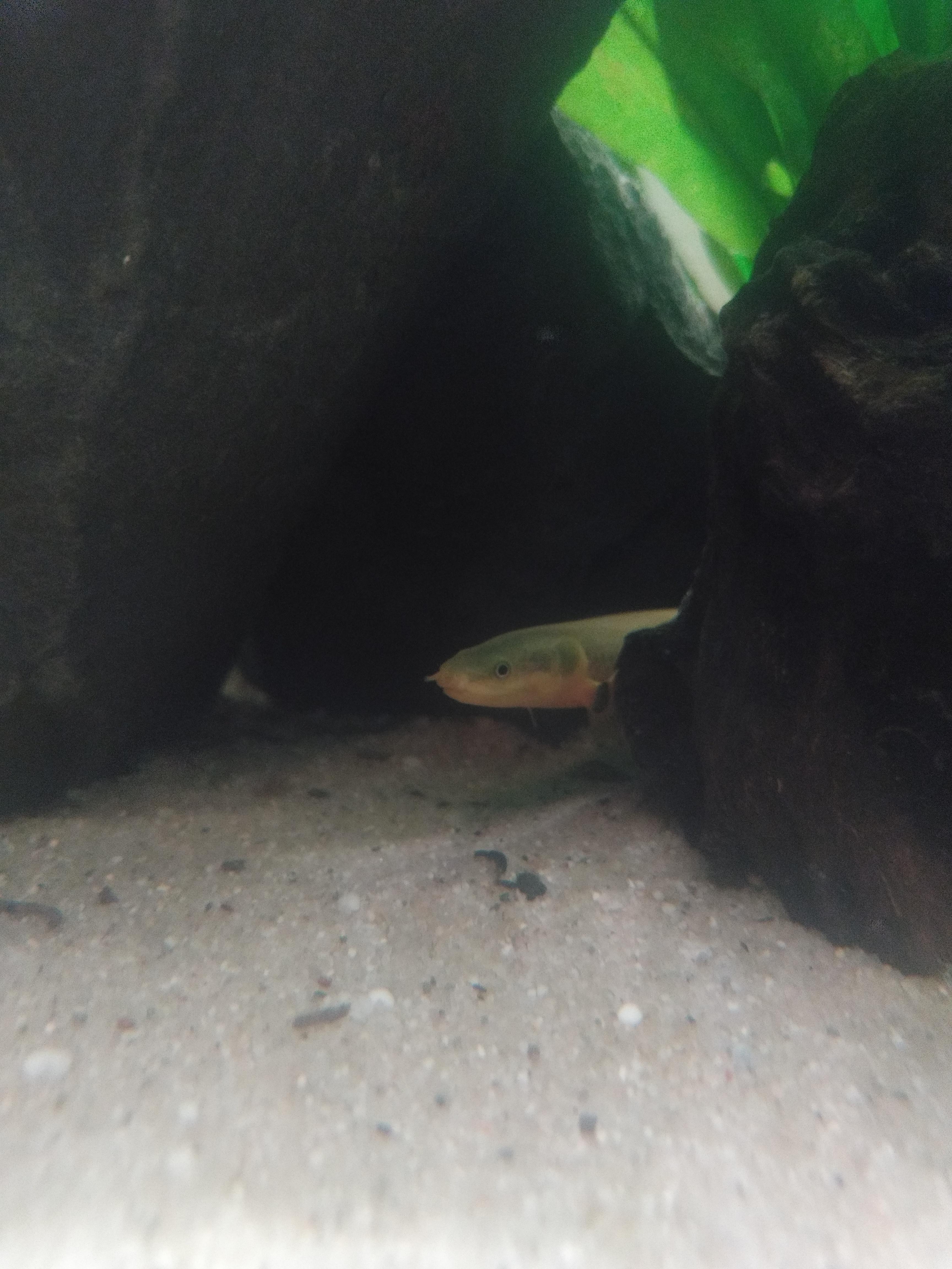 Rope fish r/Aquariums